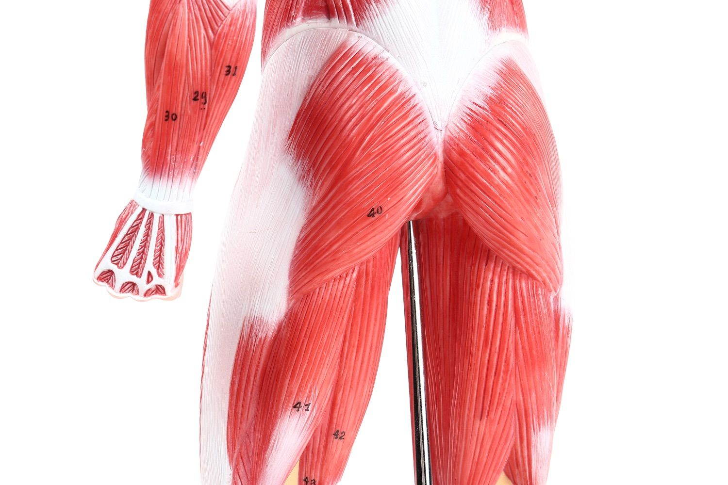 人体模型 【アウトレット】KIYOMARU 54cmのリアルな筋肉人体模型