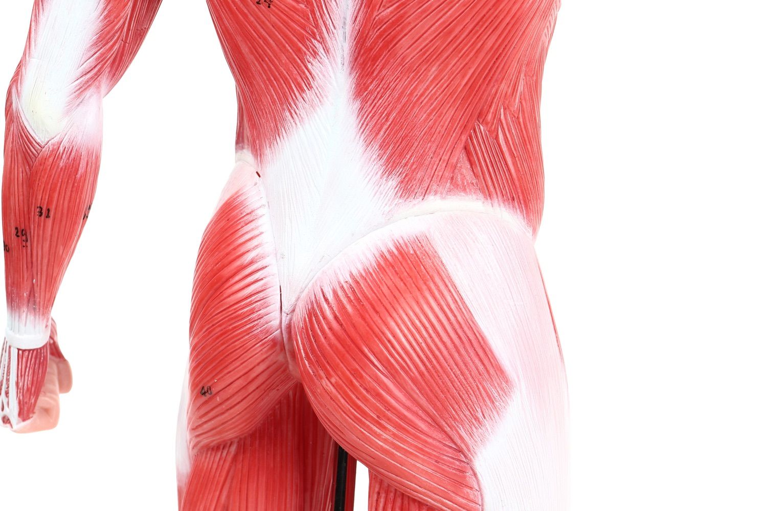 人体模型 【アウトレット】KIYOMARU 54cmのリアルな筋肉人体模型