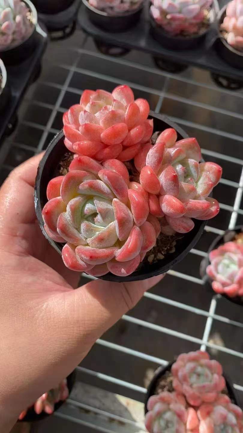 新入荷 ピンクユメ RC 苗 抜き苗 多肉植物 詰め合わせ アエオニウム エケベリア サボテン 韓国苗