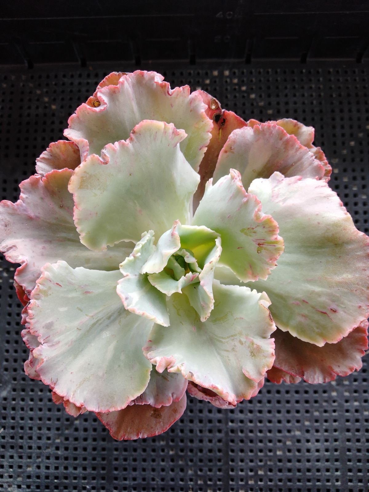 多肉植物 フィレンツェ錦 変異 - メルカリ