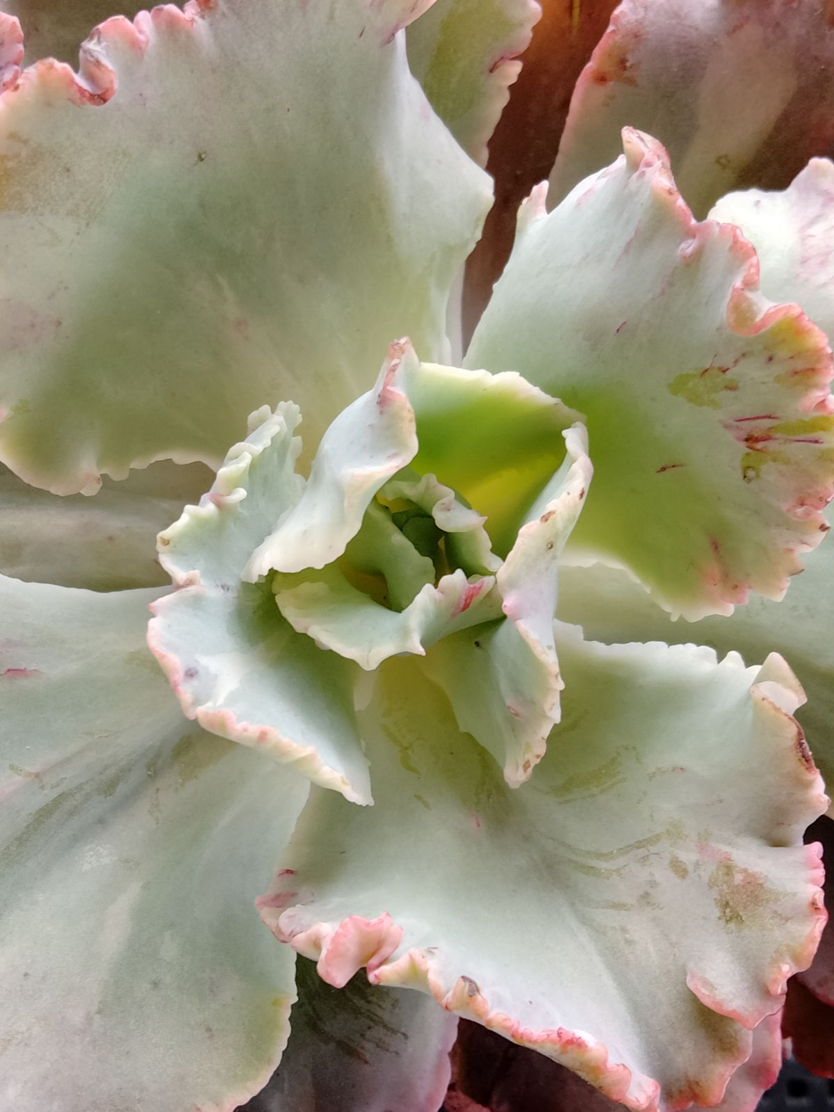 メルカリ便　フィレンツェ錦　韓国苗 多肉植物 フィレンツェ錦 変異 - メルカリ