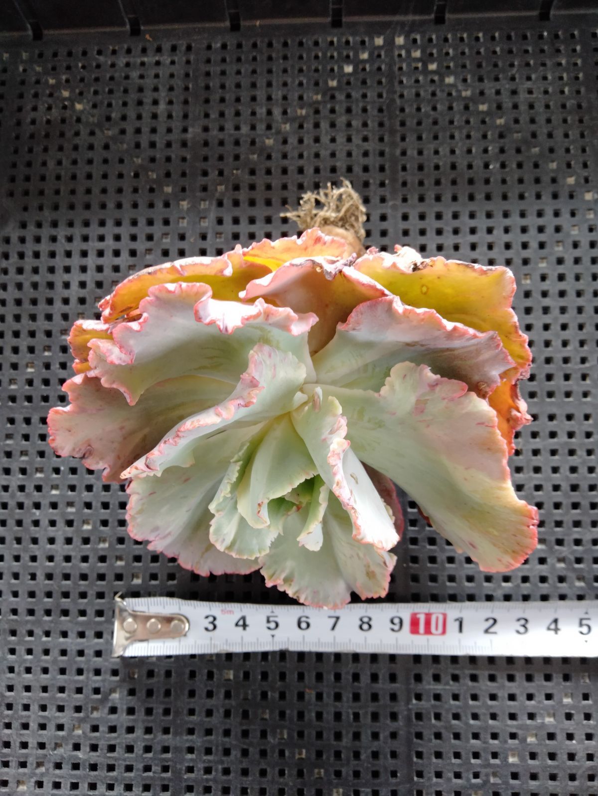 多肉植物 フィレンツェ錦 変異 - メルカリ