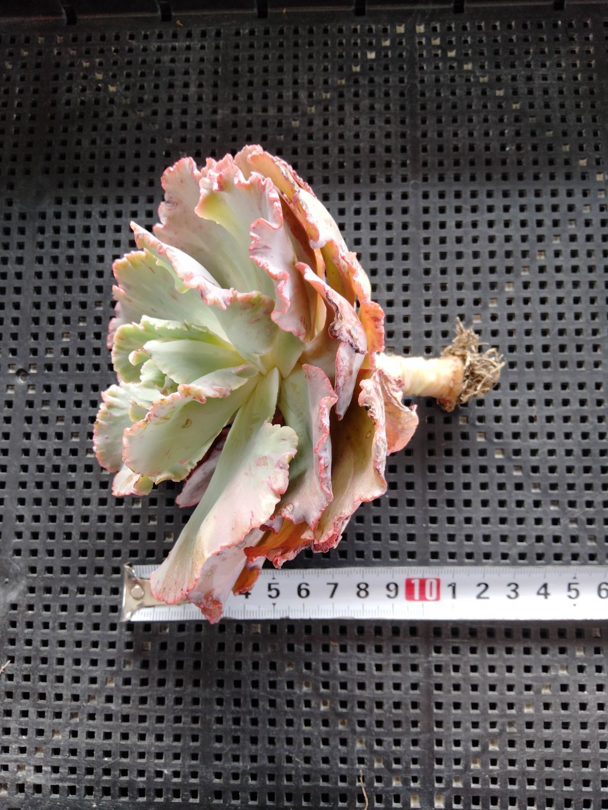 多肉植物 フィレンツェ錦 変異 - メルカリ