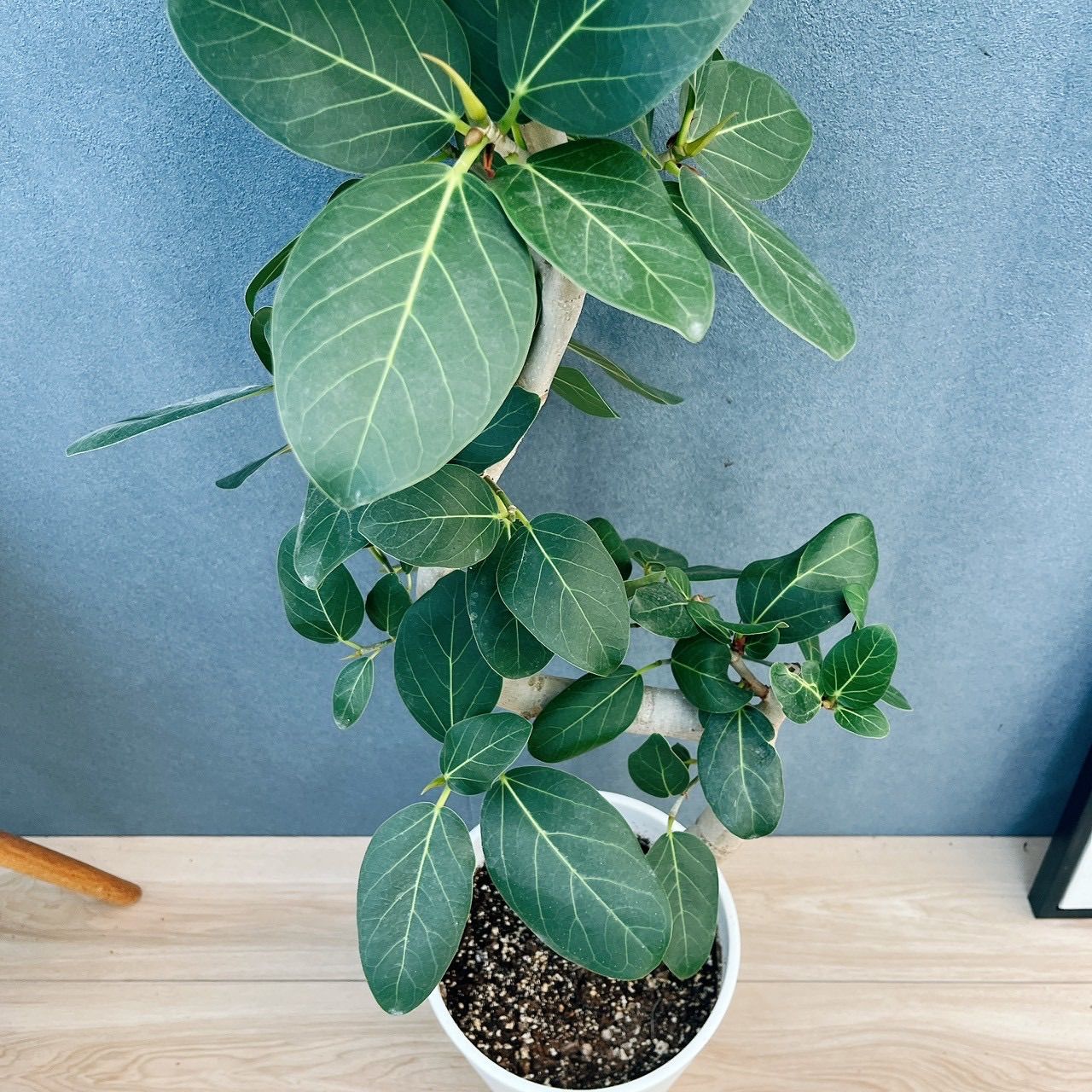 現品］☆人気☆ 8番 フィカス ベンガレンシス 曲がり 8号 観葉植物