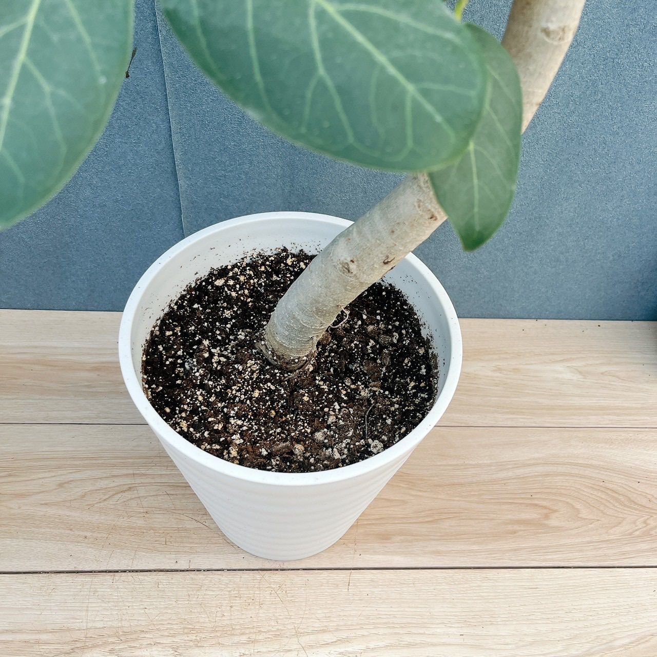 現品］☆人気☆ 8番 フィカス ベンガレンシス 曲がり 8号 観葉植物