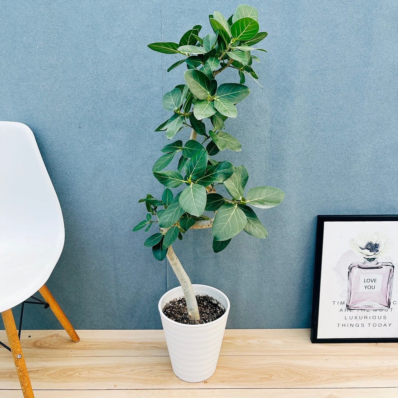 現品］☆人気☆ 8番 フィカス ベンガレンシス 曲がり 8号 観葉植物