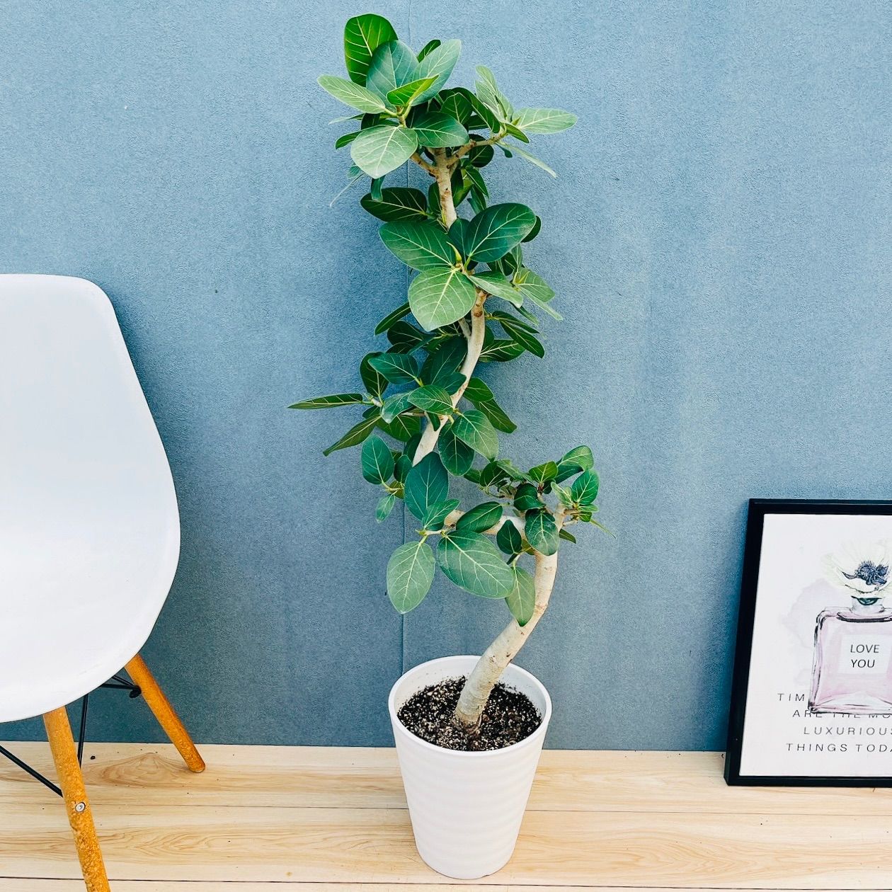 現品］☆人気☆ 8番 フィカス ベンガレンシス 曲がり 8号 観葉植物