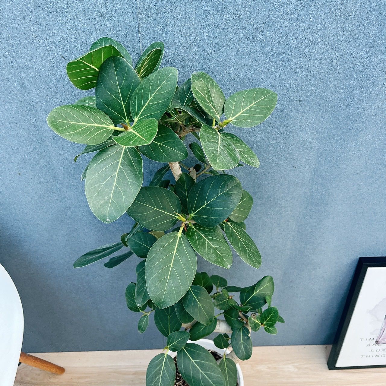 現品］☆人気☆ 8番 フィカス ベンガレンシス 曲がり 8号 観葉植物