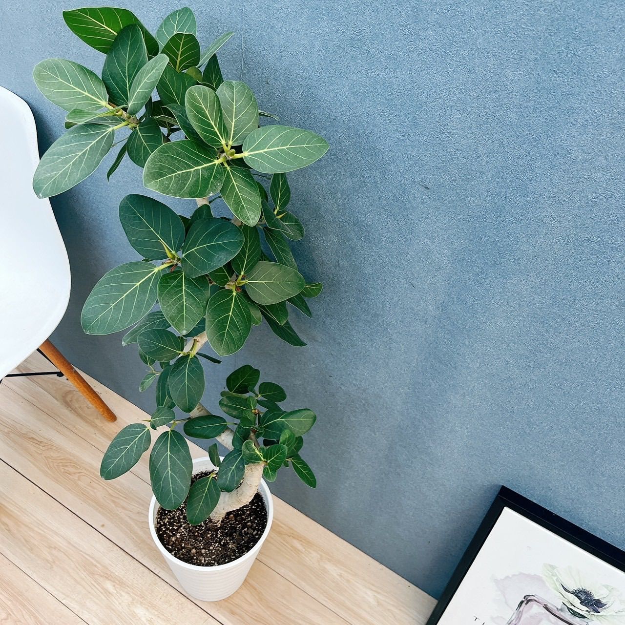 現品］☆人気☆ 8番 フィカス ベンガレンシス 曲がり 8号 観葉植物