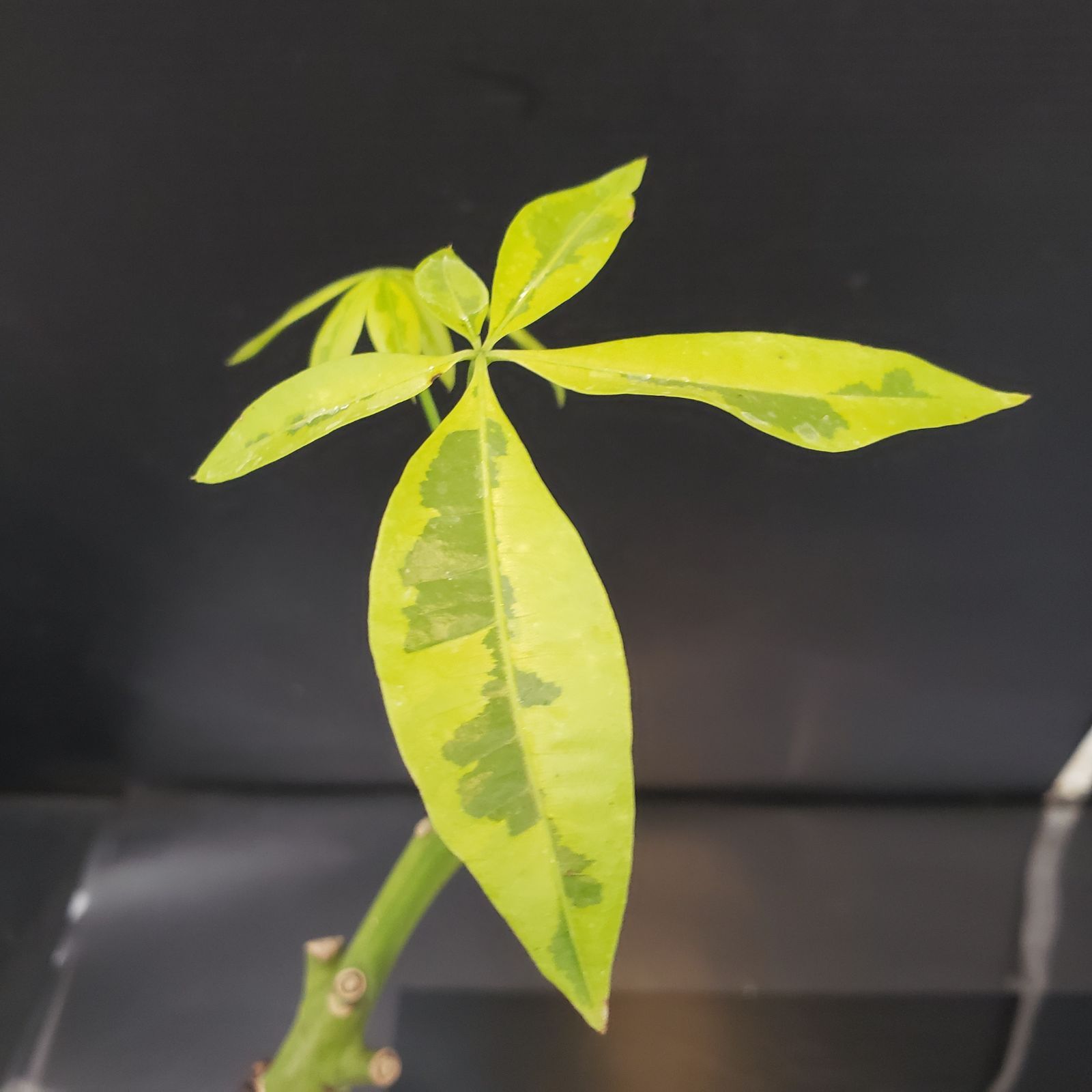 F417【新入荷！】パキラ 黄色斑入り（鉢植え）【観葉・多肉植物T