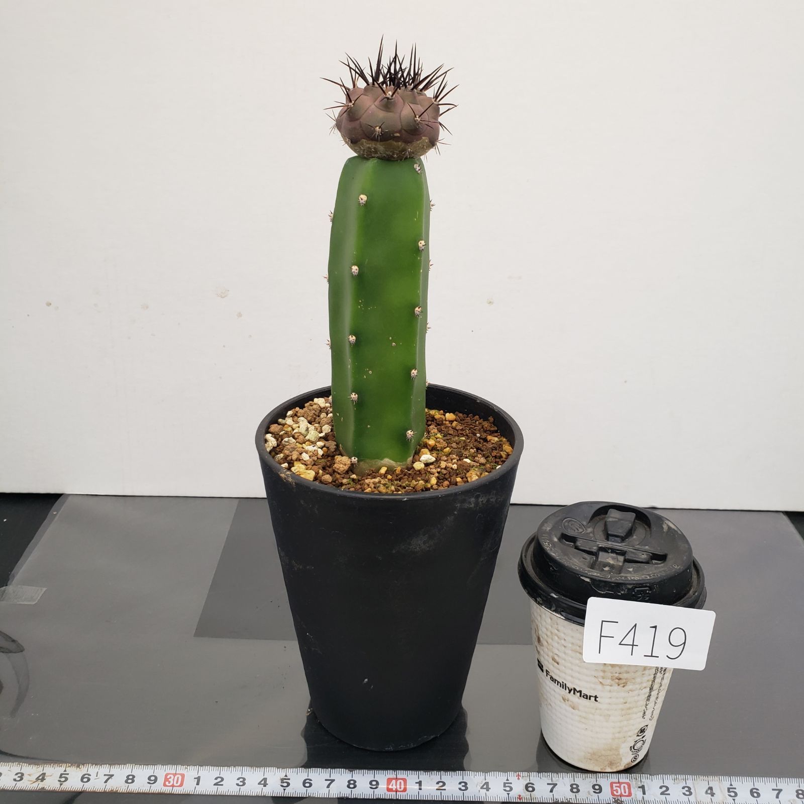 超 特 良！コピアポア 黒王丸 接木 鉢ごと発送 サボテン多肉植物 超 特 良！コピアポア 黒王丸 接木 鉢ごと発送 サボテン多肉植物