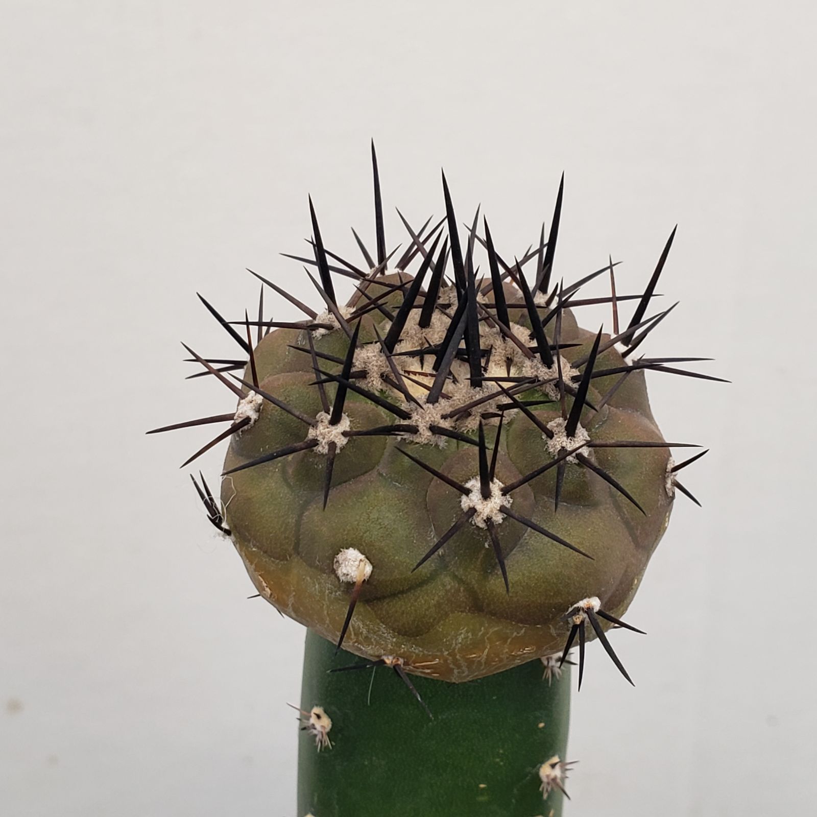 F420【自社養生株】コピアポア 黒王丸（接ぎ木・発根株・鉢植え