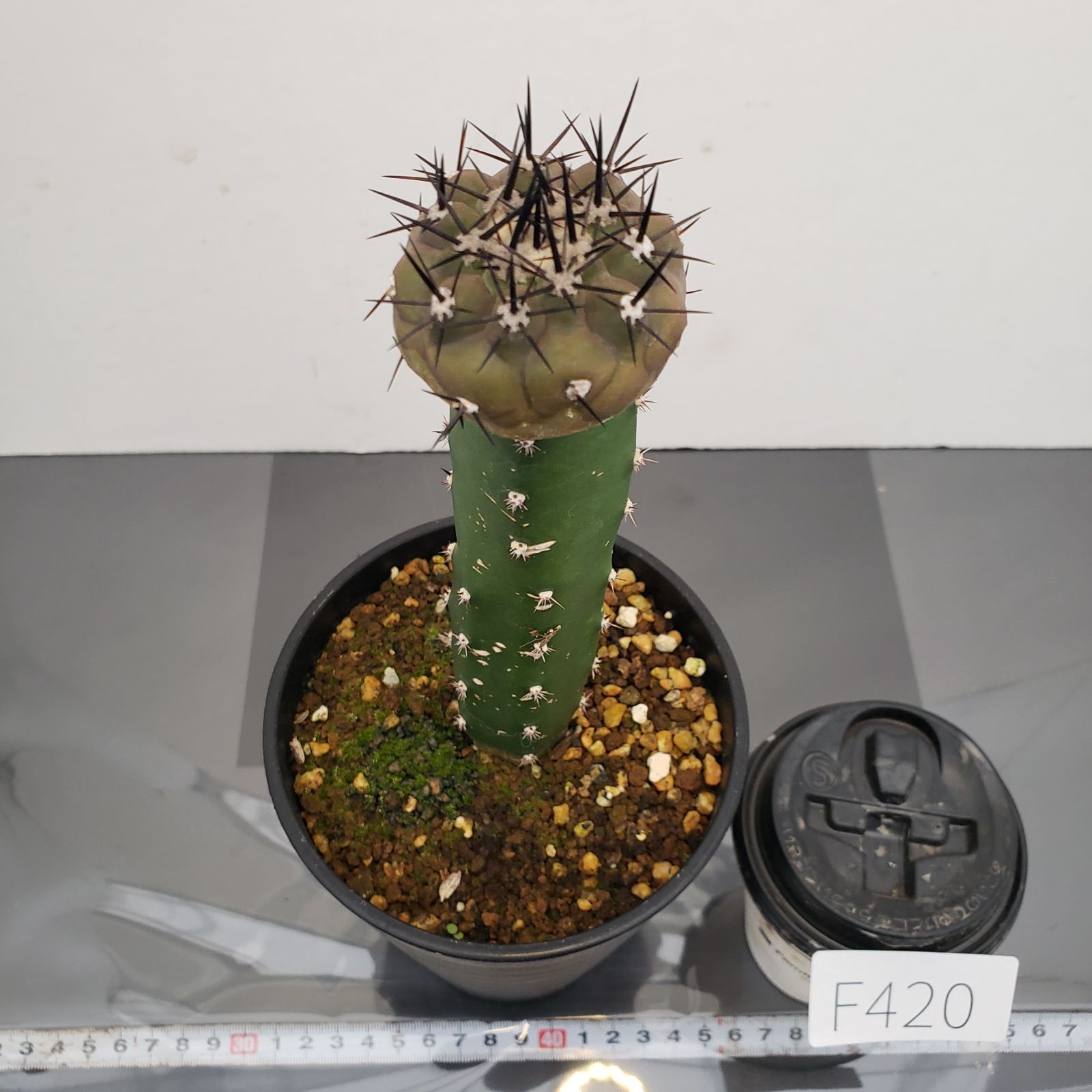 F420【自社養生株】コピアポア 黒王丸（接ぎ木・発根株・鉢植え