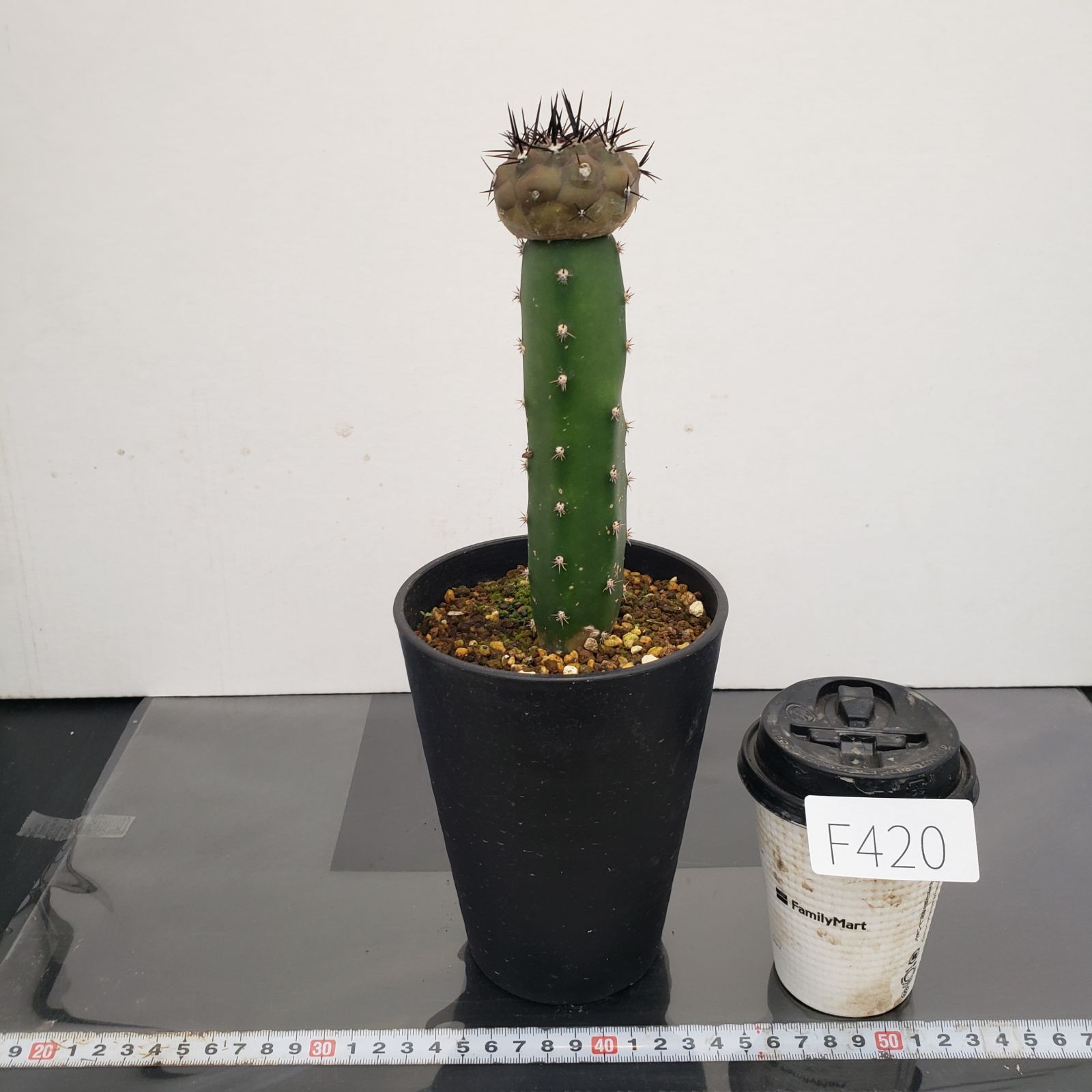 F420【自社養生株】コピアポア 黒王丸（接ぎ木・発根株・鉢植え