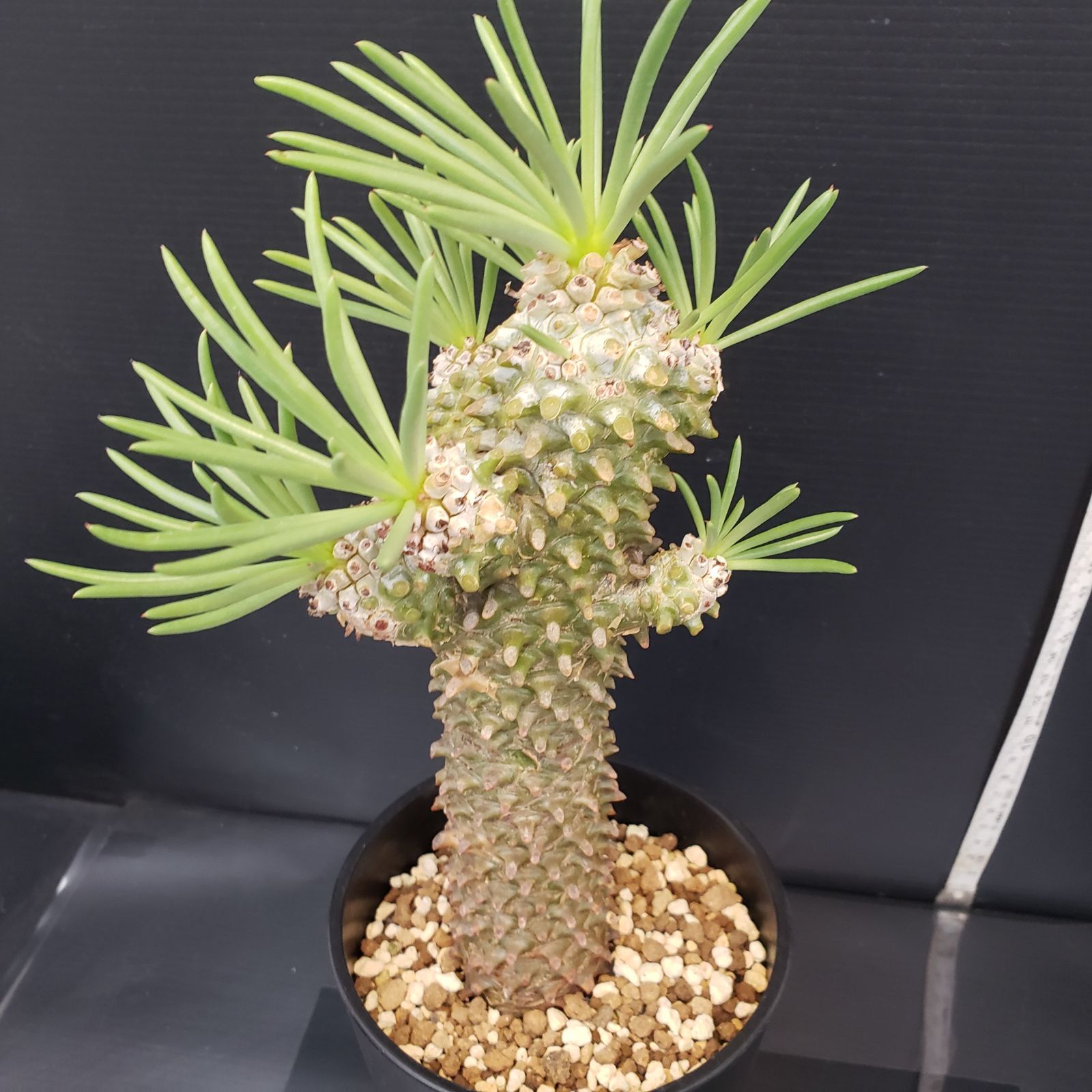 チレコドン ワリチー 発根済み 現在株コーデックス 多肉植物 塊根植物 F424【自社養生株】チレコドン ワリチー（現地球・発根株・鉢植え