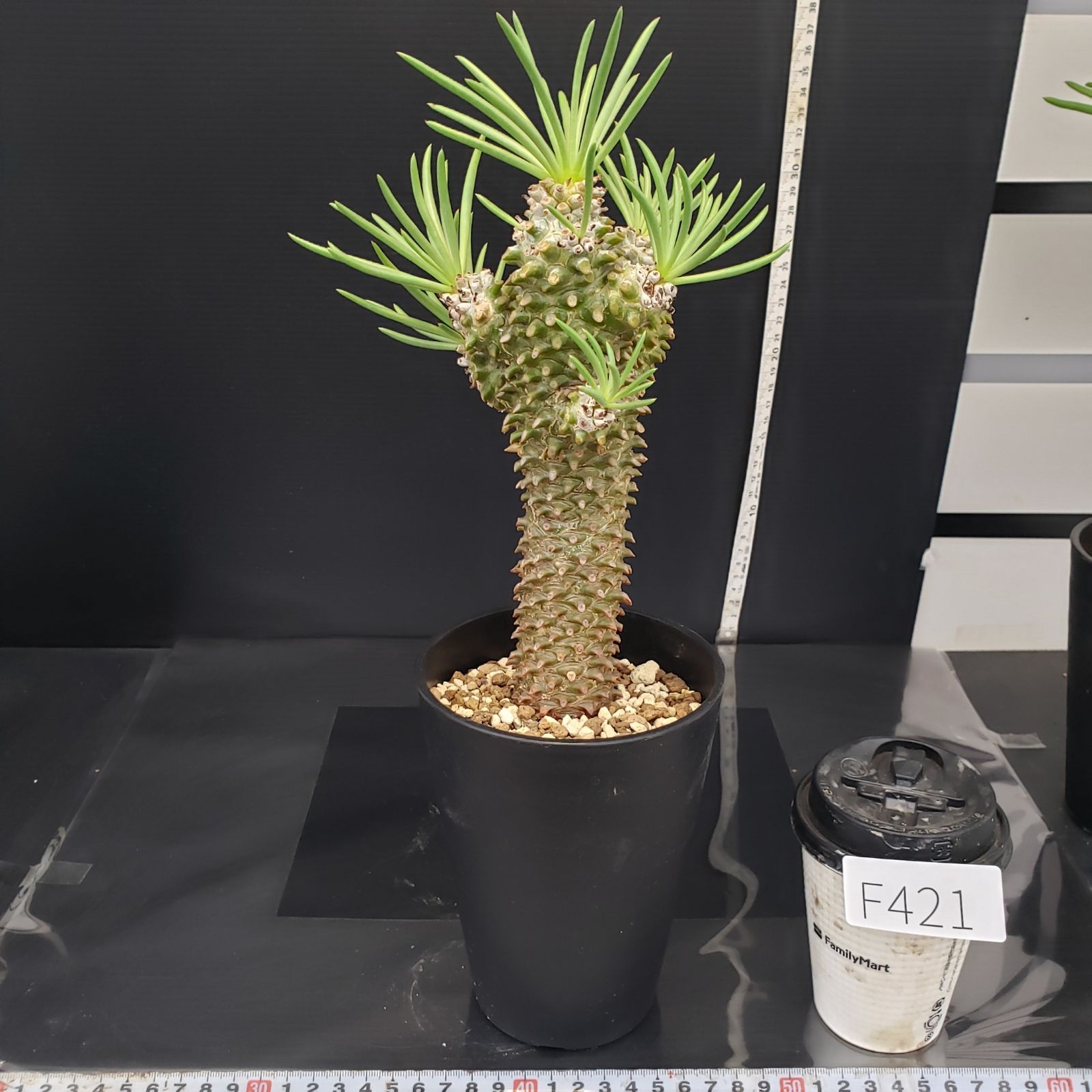 F421【自社養生株】チレコドン ワリチー(現地球・発根株・鉢植え F421【自社養生株】チレコドン ワリチー(現地球・発根株・鉢植え