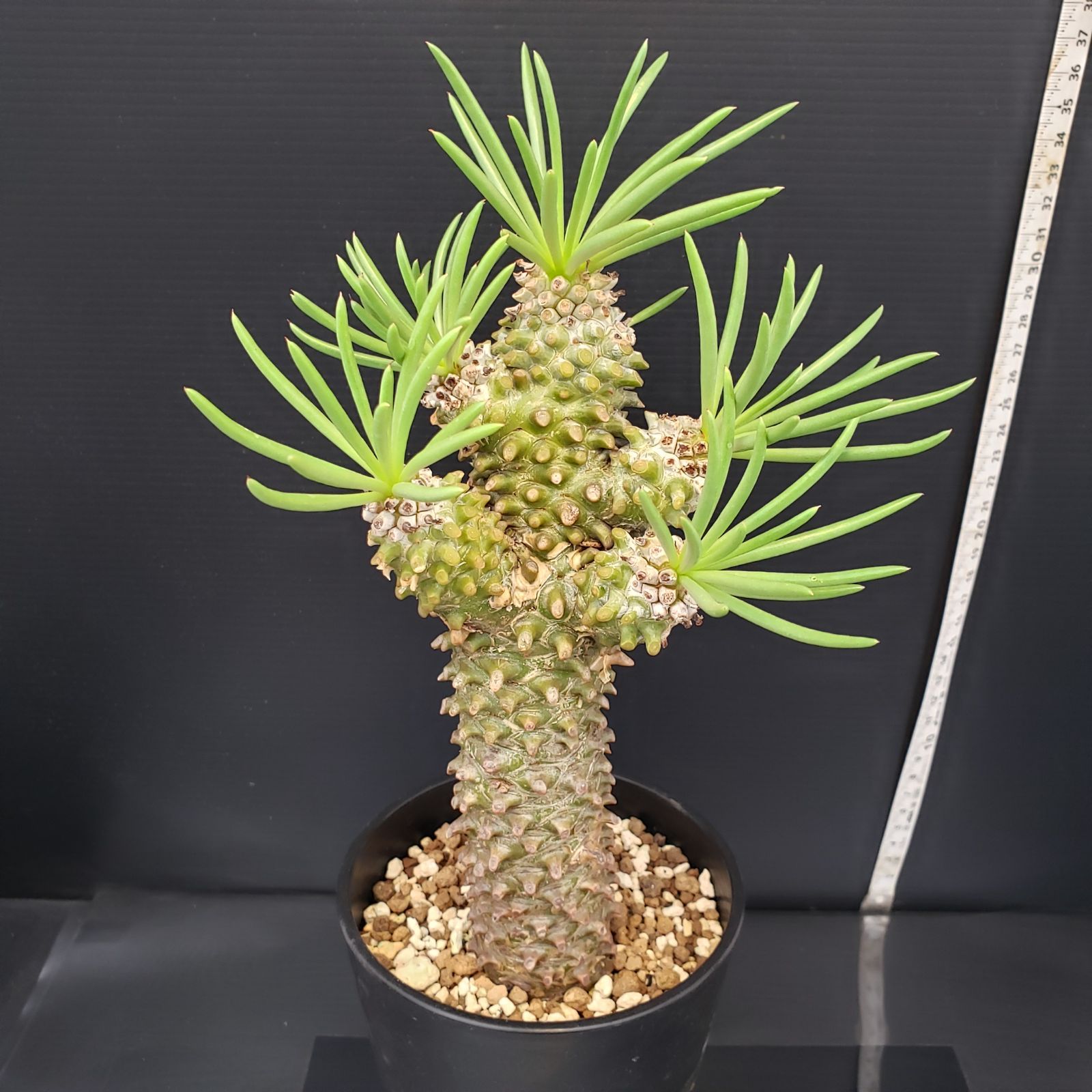 F421【自社養生株】チレコドン ワリチー（現地球・発根株・鉢植え