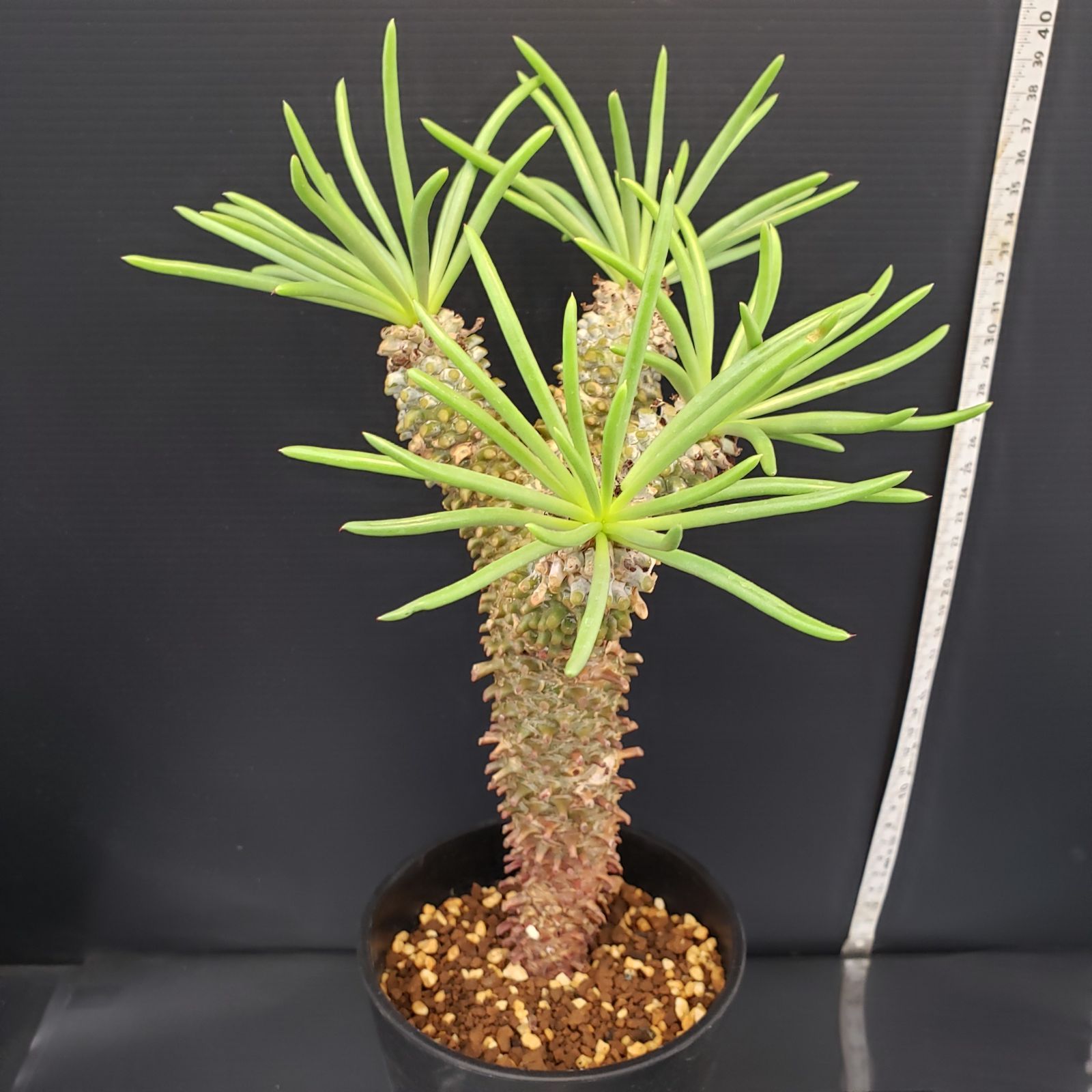 F422【自社養生株】チレコドン ワリチー（現地球・発根株・鉢植え