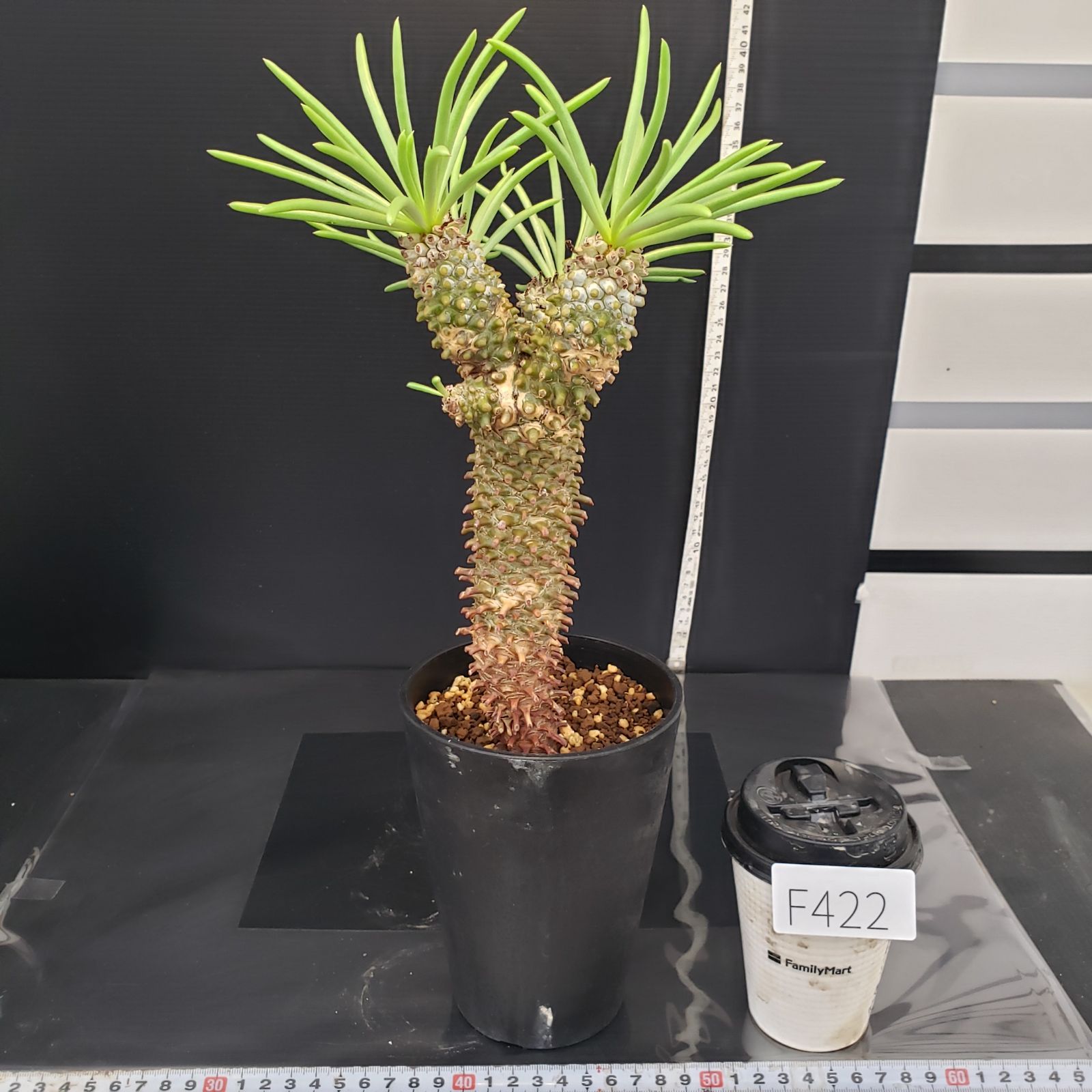 F422【自社養生株】チレコドン ワリチー（現地球・発根株・鉢植え