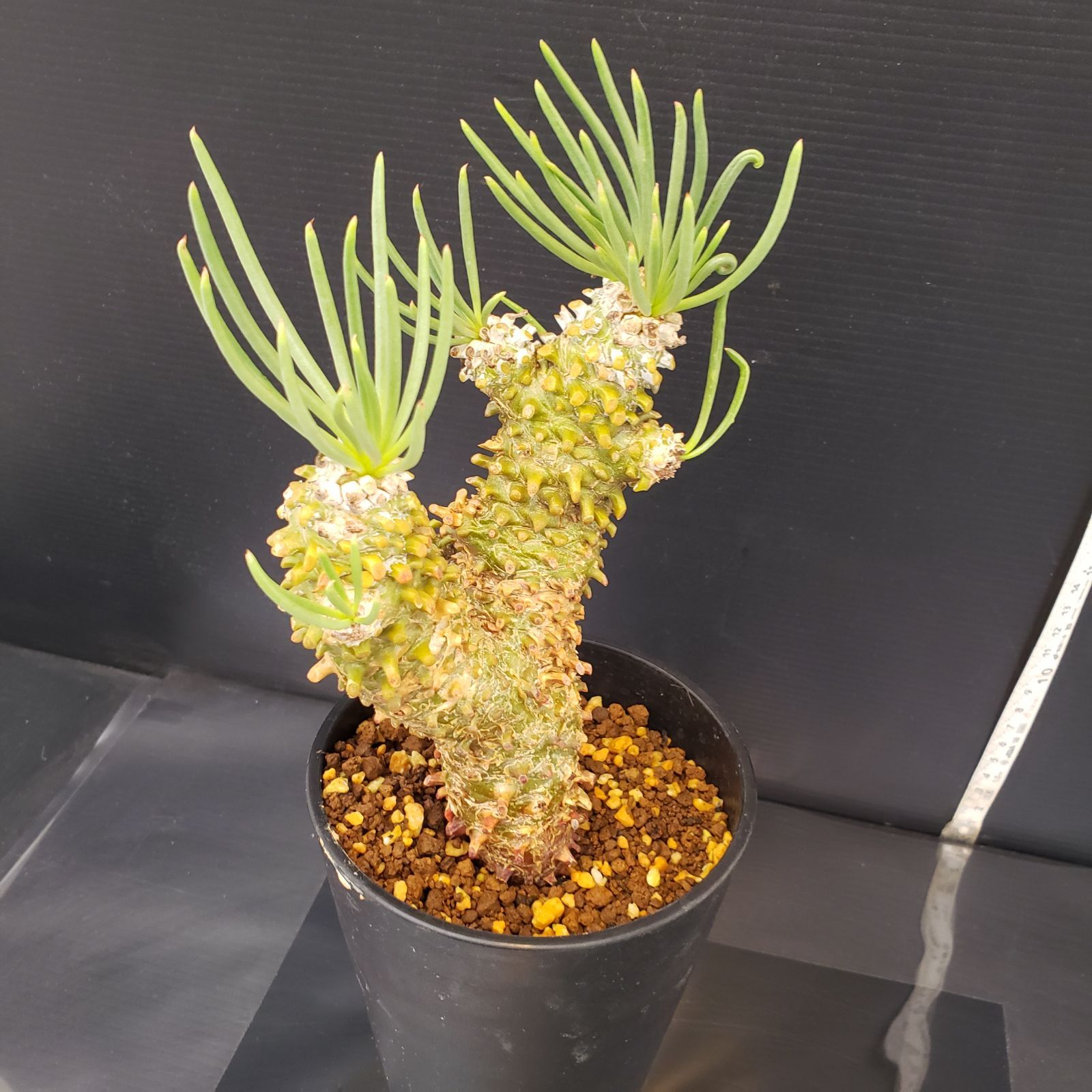 F424【自社養生株】チレコドン ワリチー（現地球・発根株・鉢植え