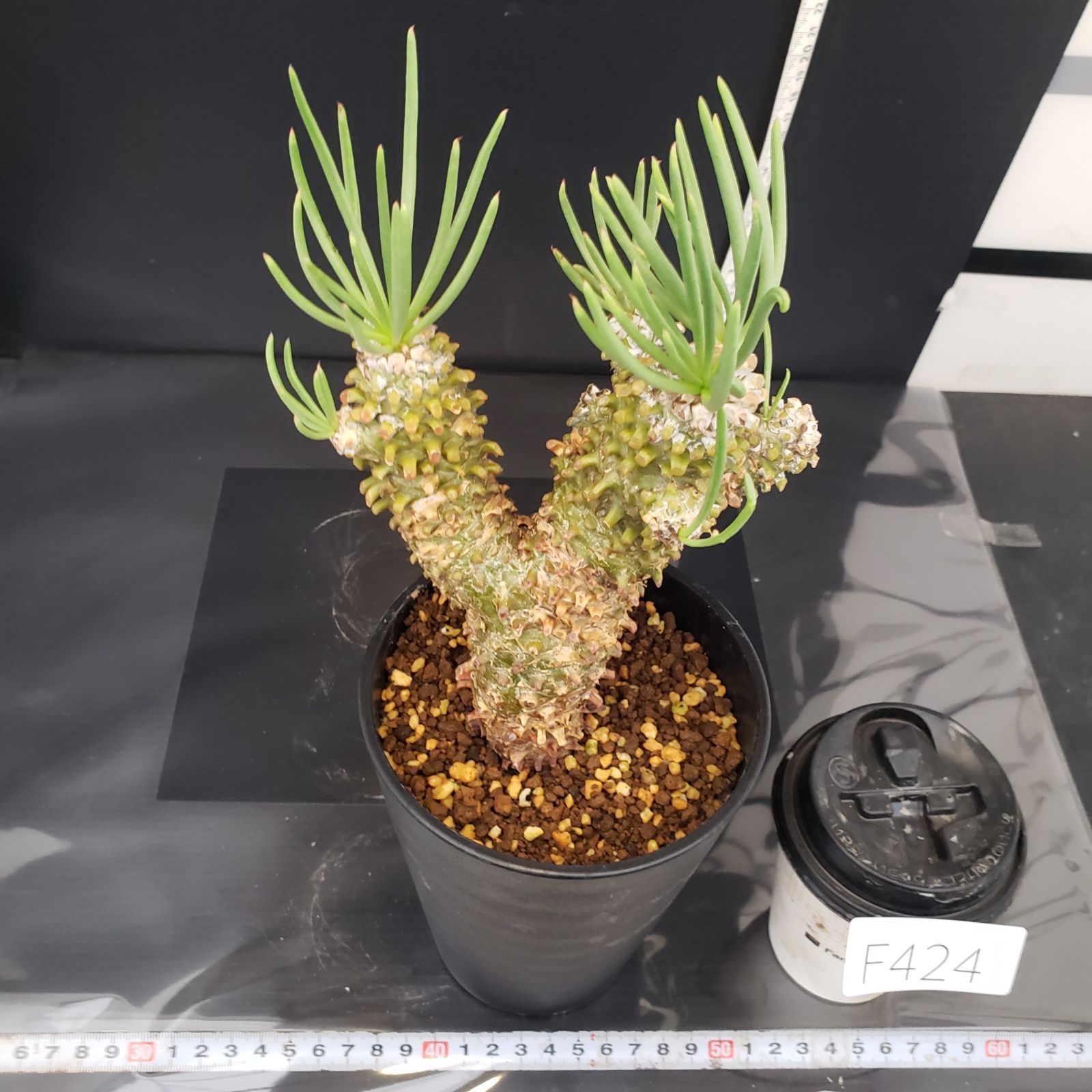 F424【自社養生株】チレコドン ワリチー（現地球・発根株・鉢植え