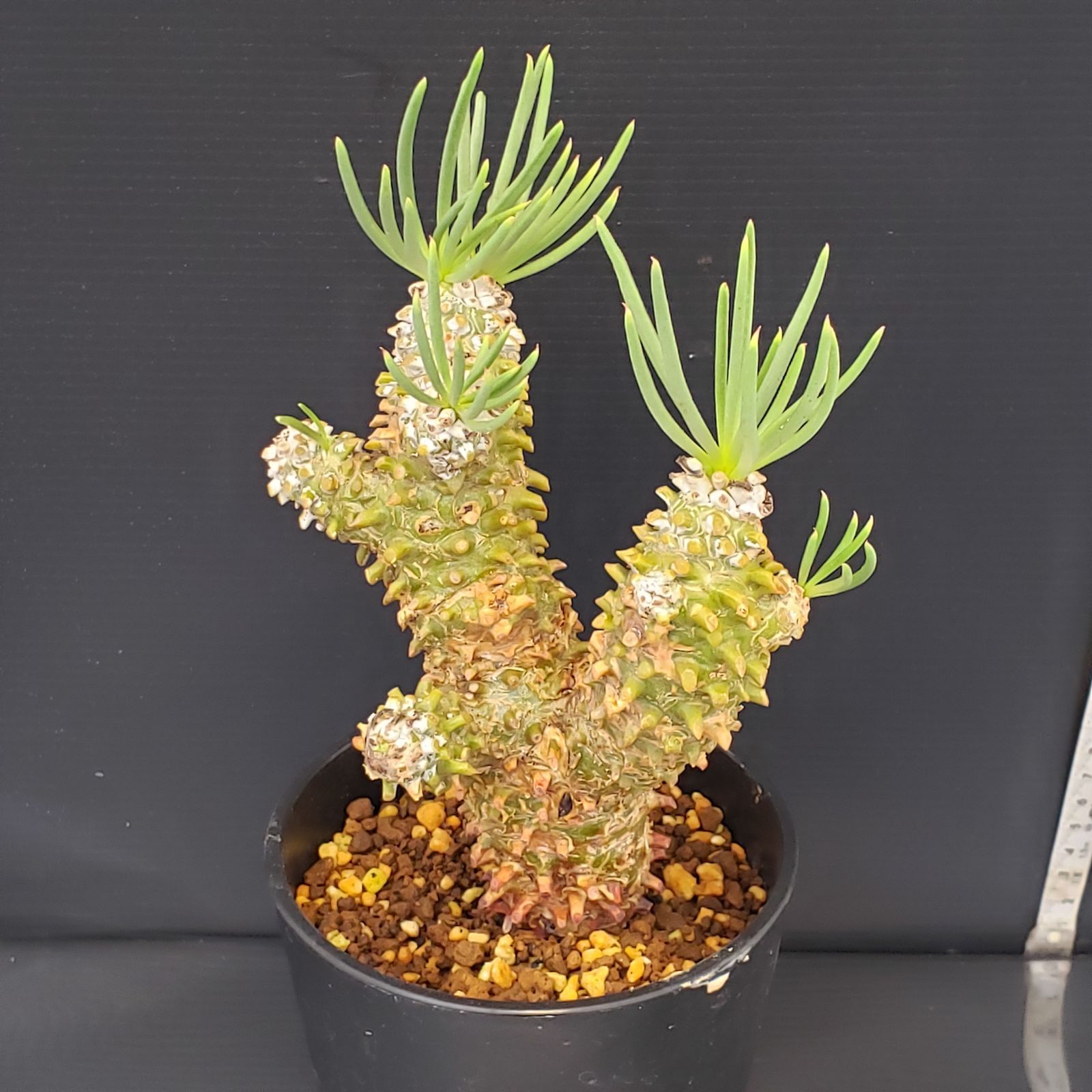 F424【自社養生株】チレコドン ワリチー（現地球・発根株・鉢植え