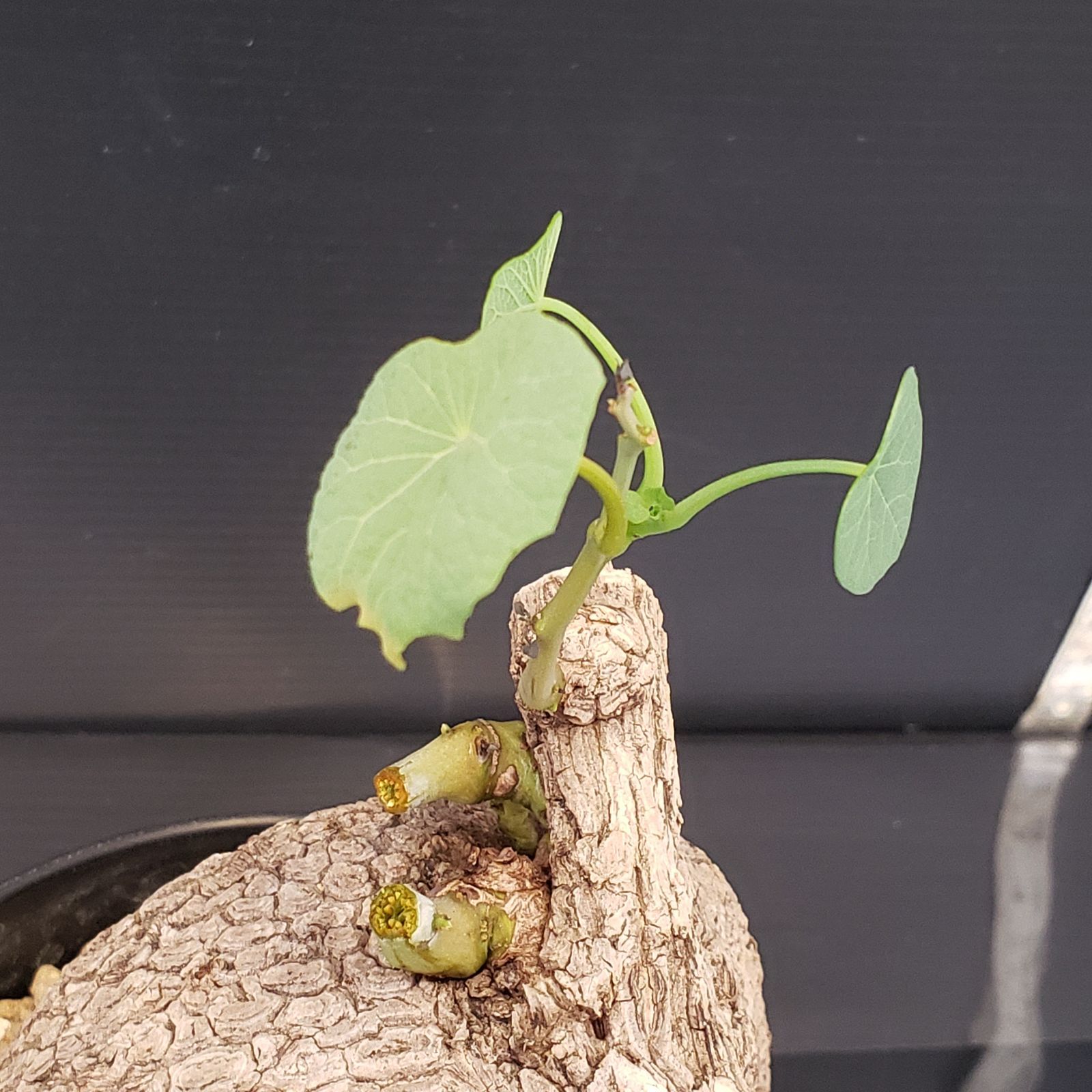 F427【自社養生株】ステファニア スベローサ（発根株・鉢植え）【塊根