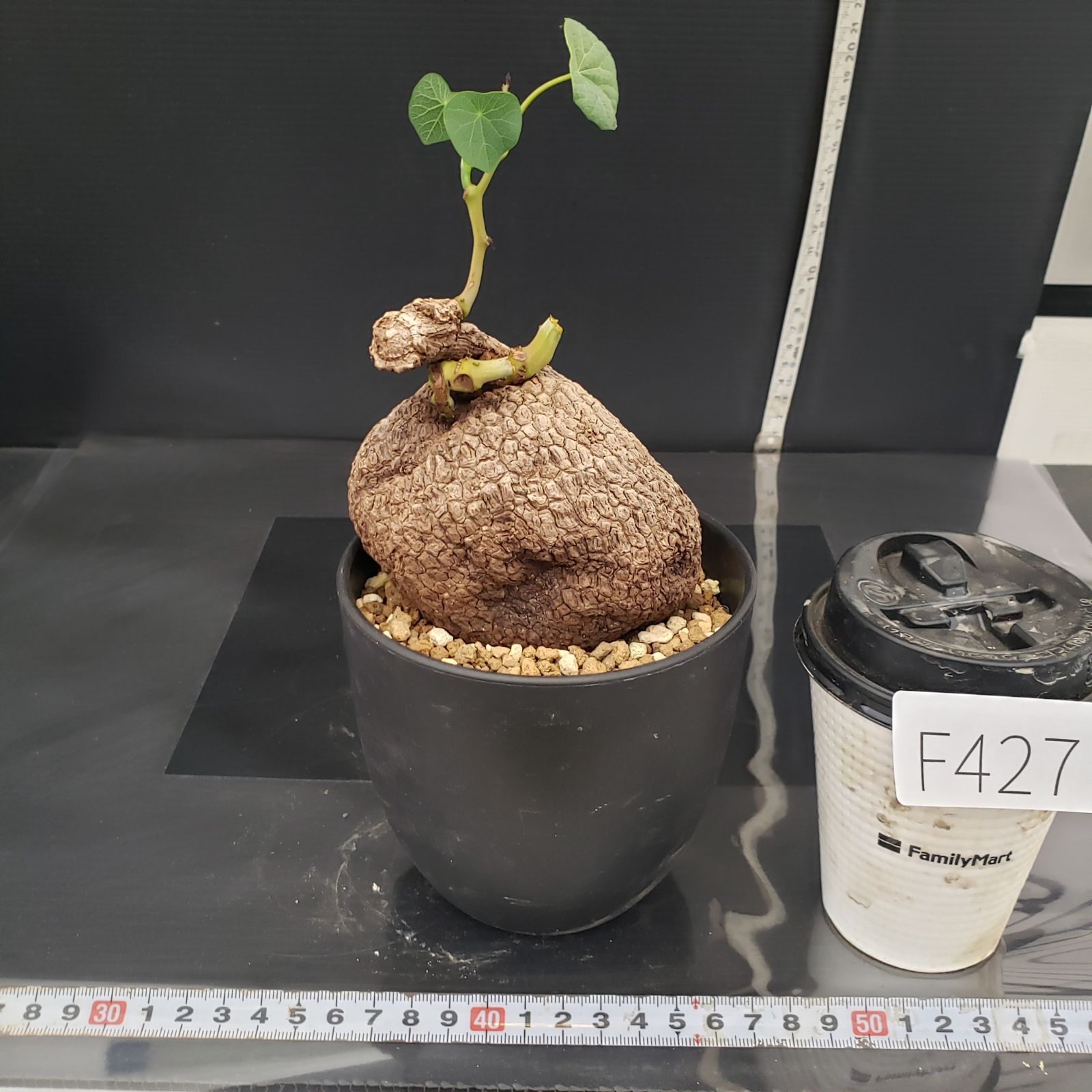 【超大株/塊根植物】ステファニア スベローサ 鉢植え ① F427【自社養生株】ステファニア スベローサ（発根株・鉢植え）【塊根