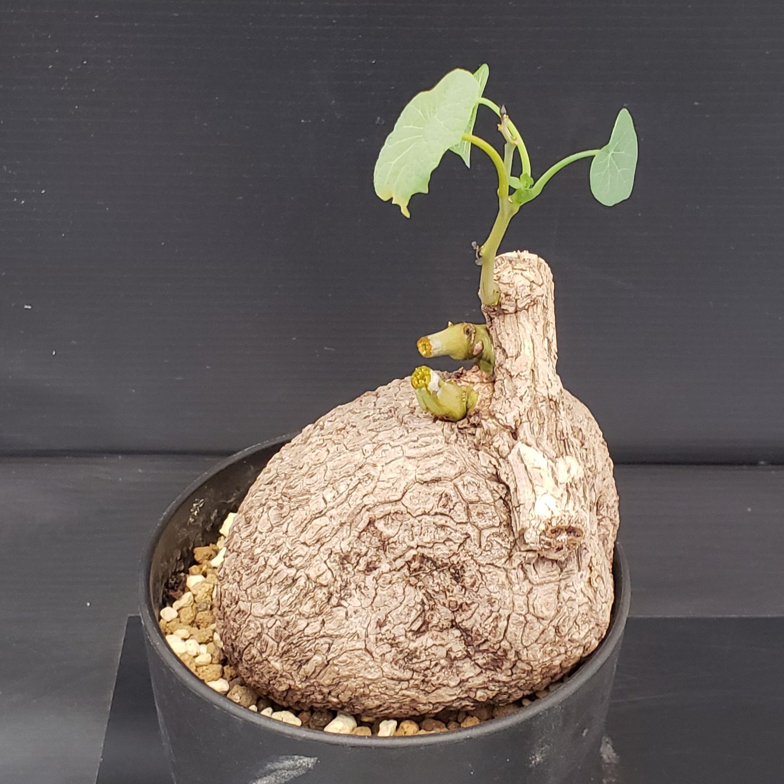 【超大株/塊根植物】ステファニア スベローサ 鉢植え ① ステファニア スベローサ – アぺロ・ヒュ―レ