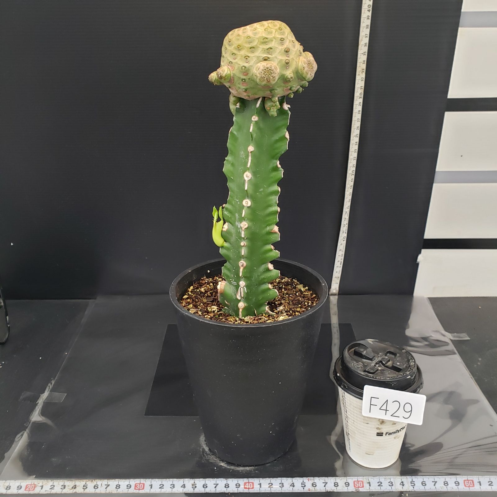 F429【自社養生株】ユーフォルビア ツルビニフォルミス（接ぎ木・発