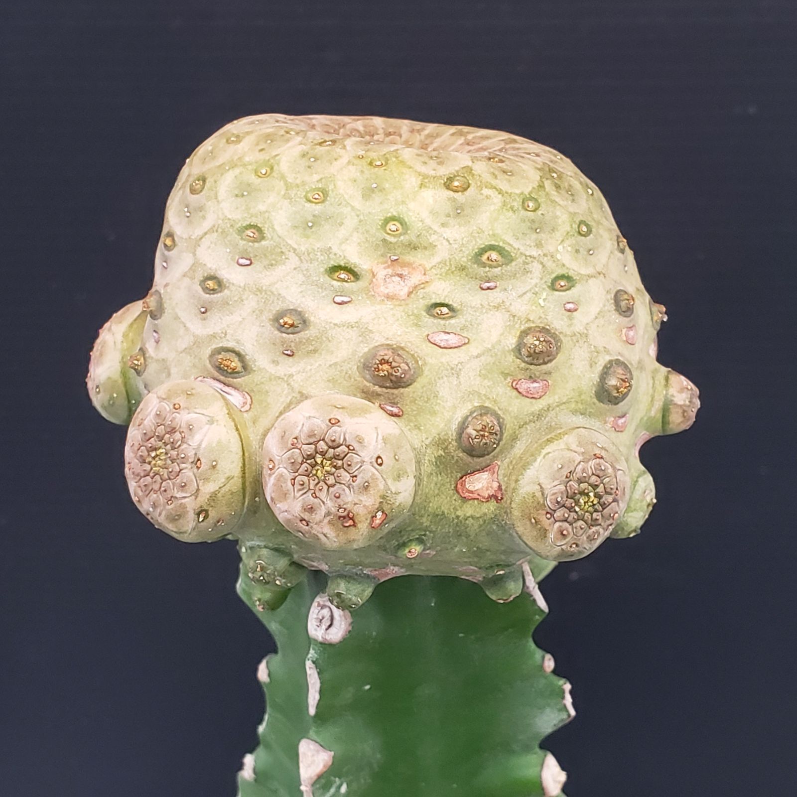 F429【自社養生株】ユーフォルビア ツルビニフォルミス（接ぎ木・発