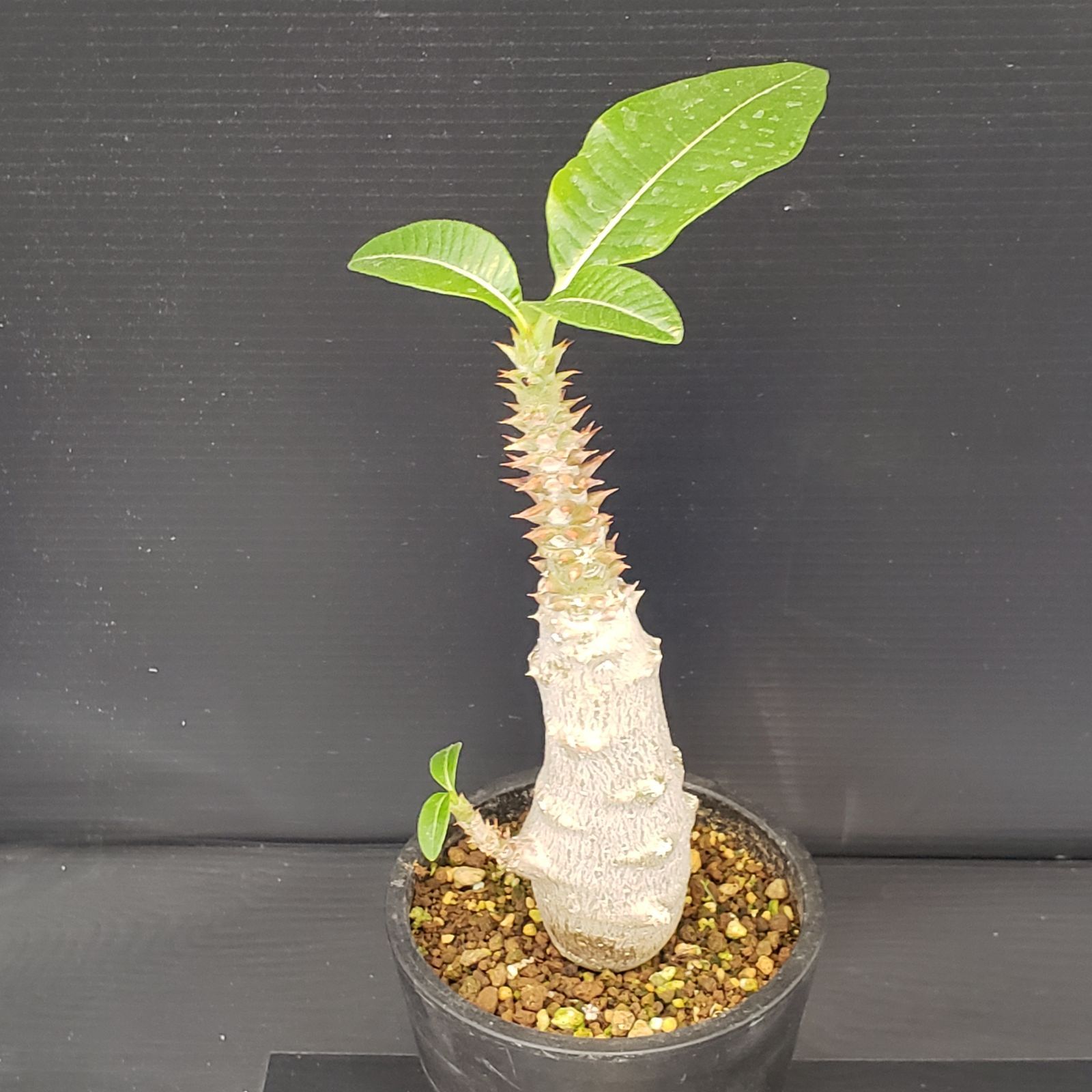 F430【自社養生株】パキポディウム ウィンゾリー（発根株・鉢植え