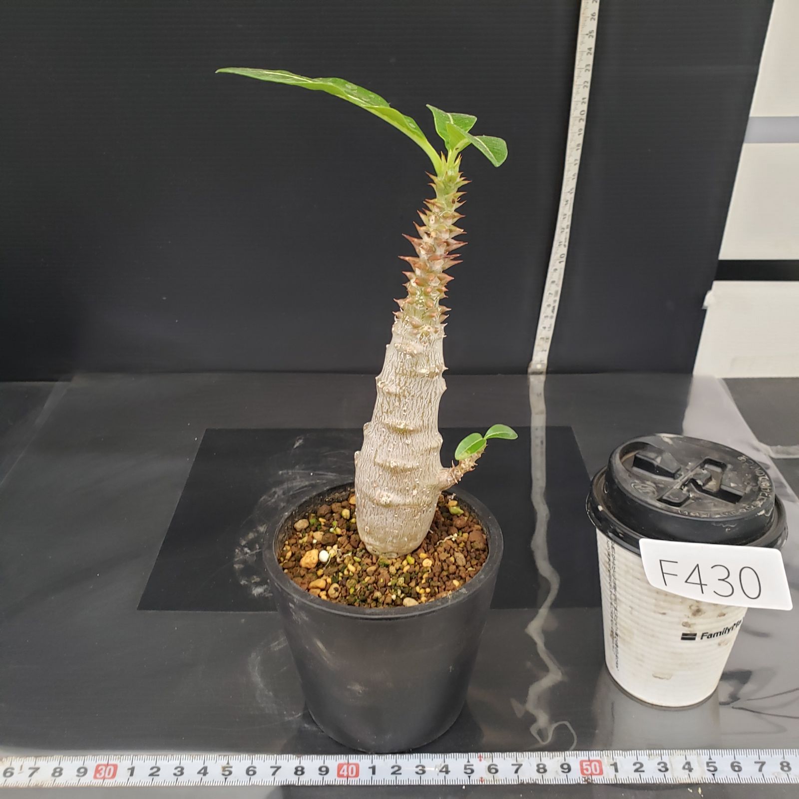 F430【自社養生株】パキポディウム ウィンゾリー（発根株・鉢植え