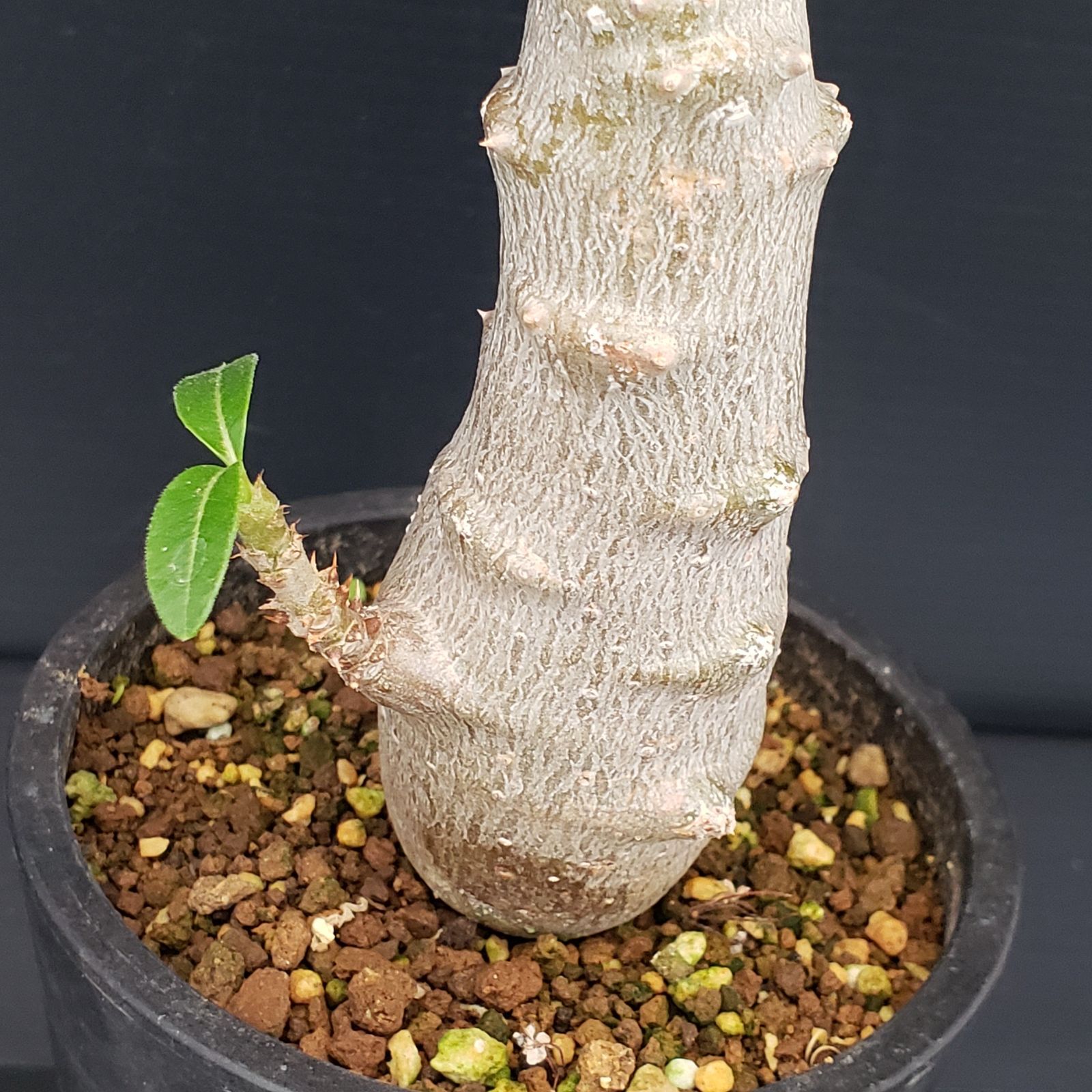 塊根植物　ウィンゾリー ・グラキリス ・ギラウミニアナ ・不明パキポディウム 塊根植物 ウィンゾリー ・グラキリス ・ギラウミニアナ ・不明