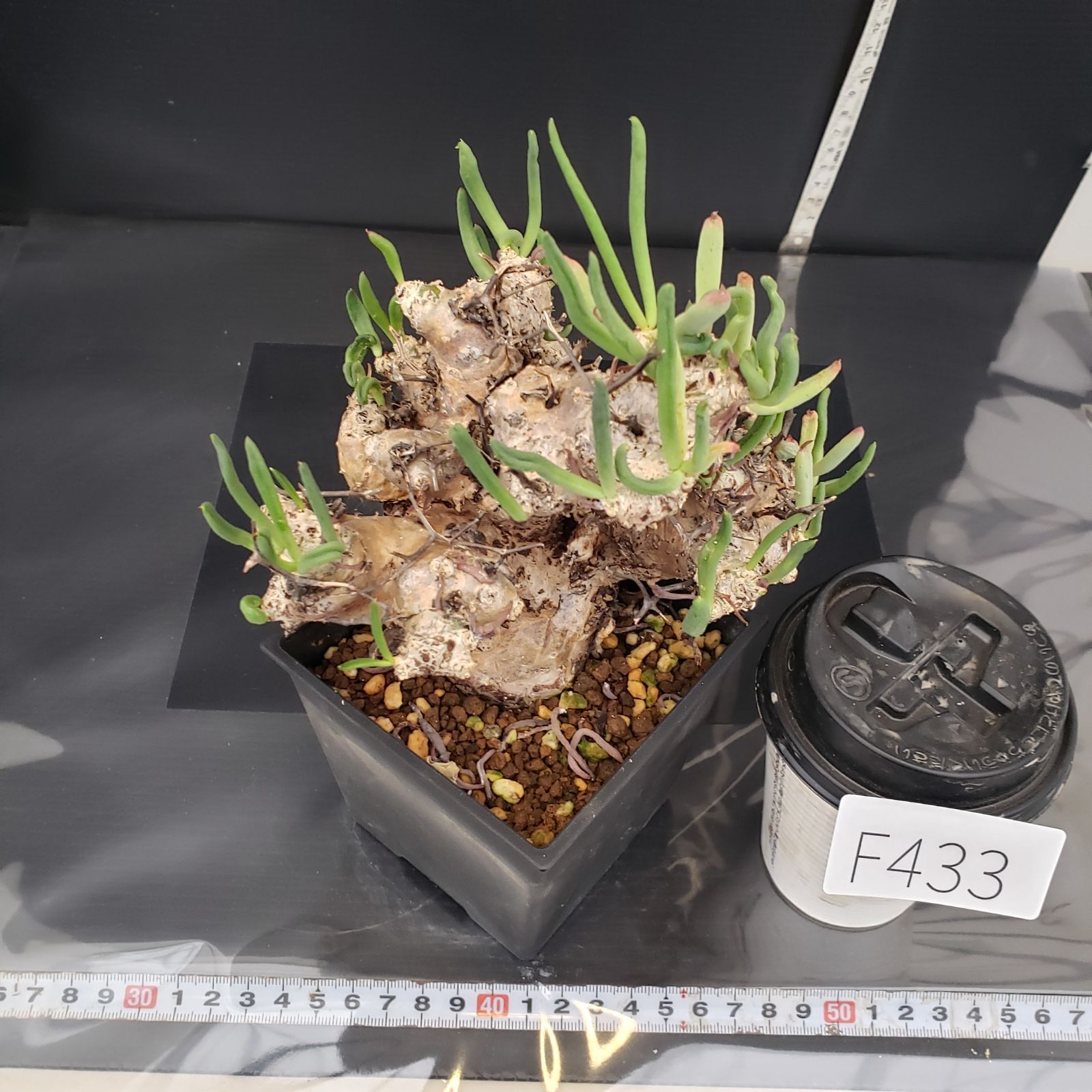 F433【自社養生株】チレコドン レティキュラータス 万物想（現地球・発