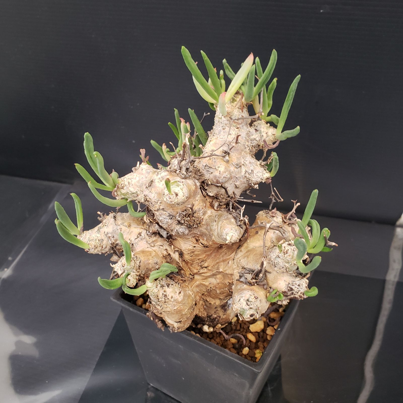 F433【自社養生株】チレコドン レティキュラータス 万物想（現地球・発