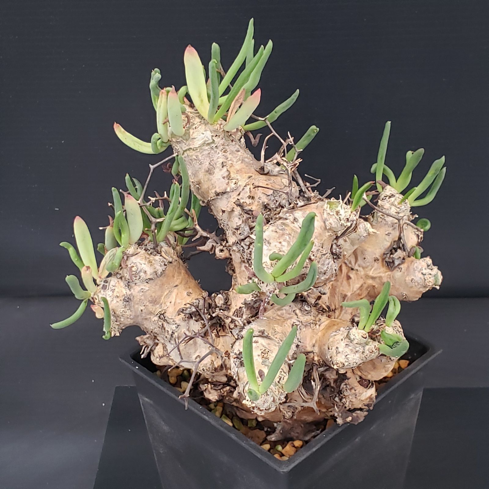 F433【自社養生株】チレコドン レティキュラータス 万物想（現地球・発