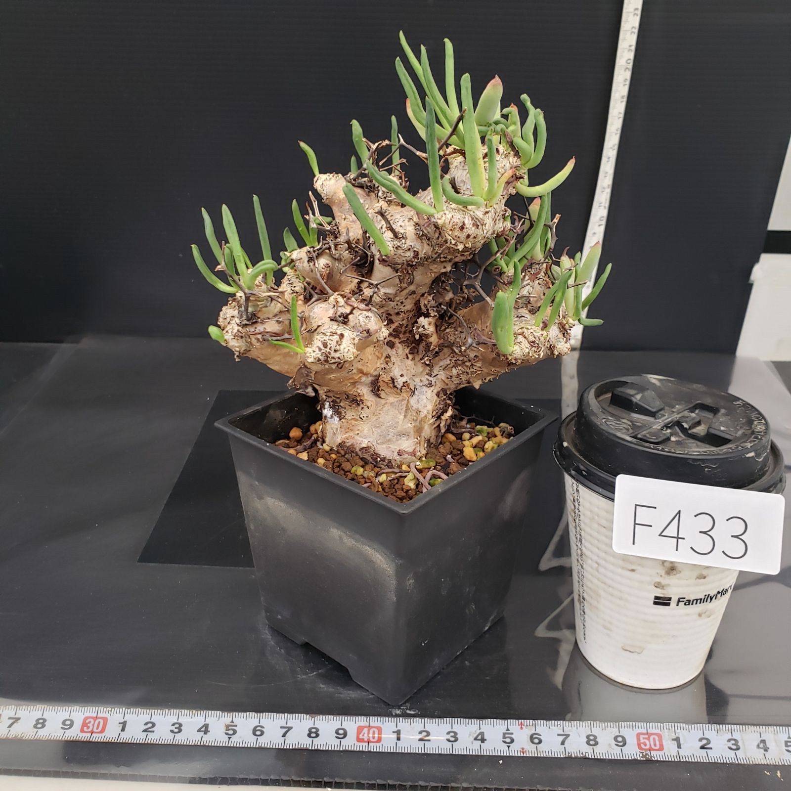 F433【自社養生株】チレコドン レティキュラータス 万物想（現地球・発