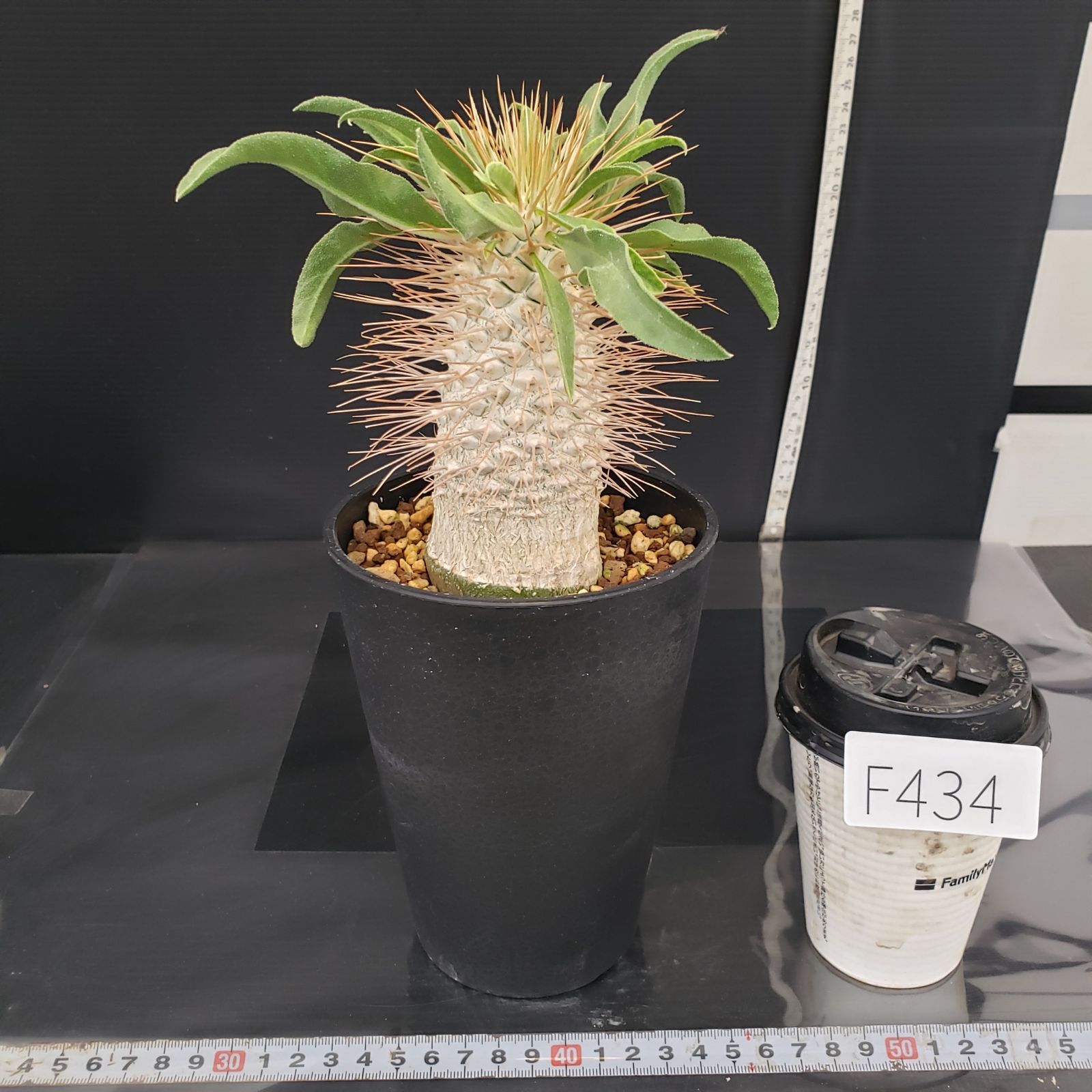 F434【自社養生株】パキポディウム ナマクアナム 光堂（接ぎ木・発根株