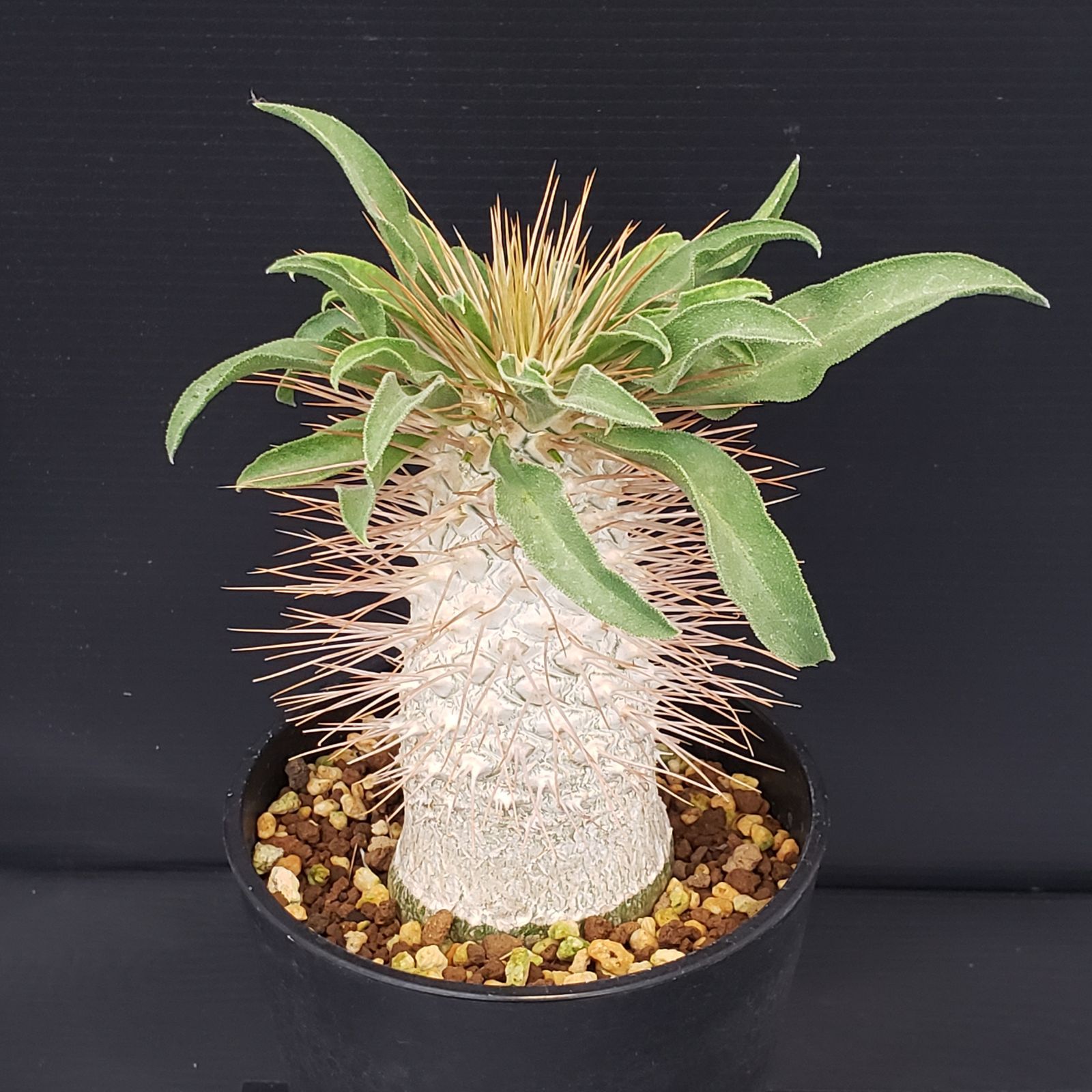 F434【自社養生株】パキポディウム ナマクアナム 光堂（接ぎ木・発根株