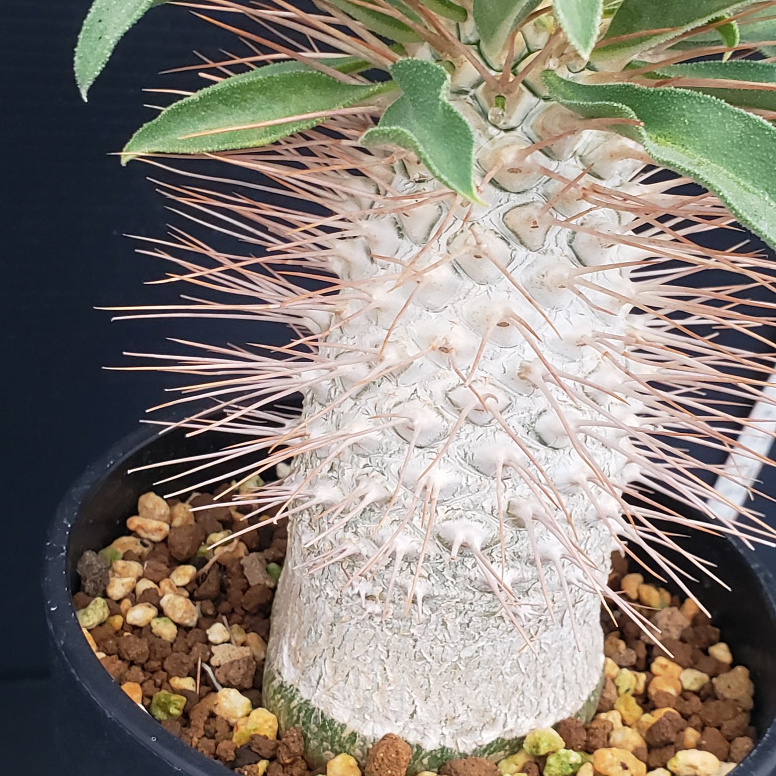 F434【自社養生株】パキポディウム ナマクアナム 光堂（接ぎ木・発根株