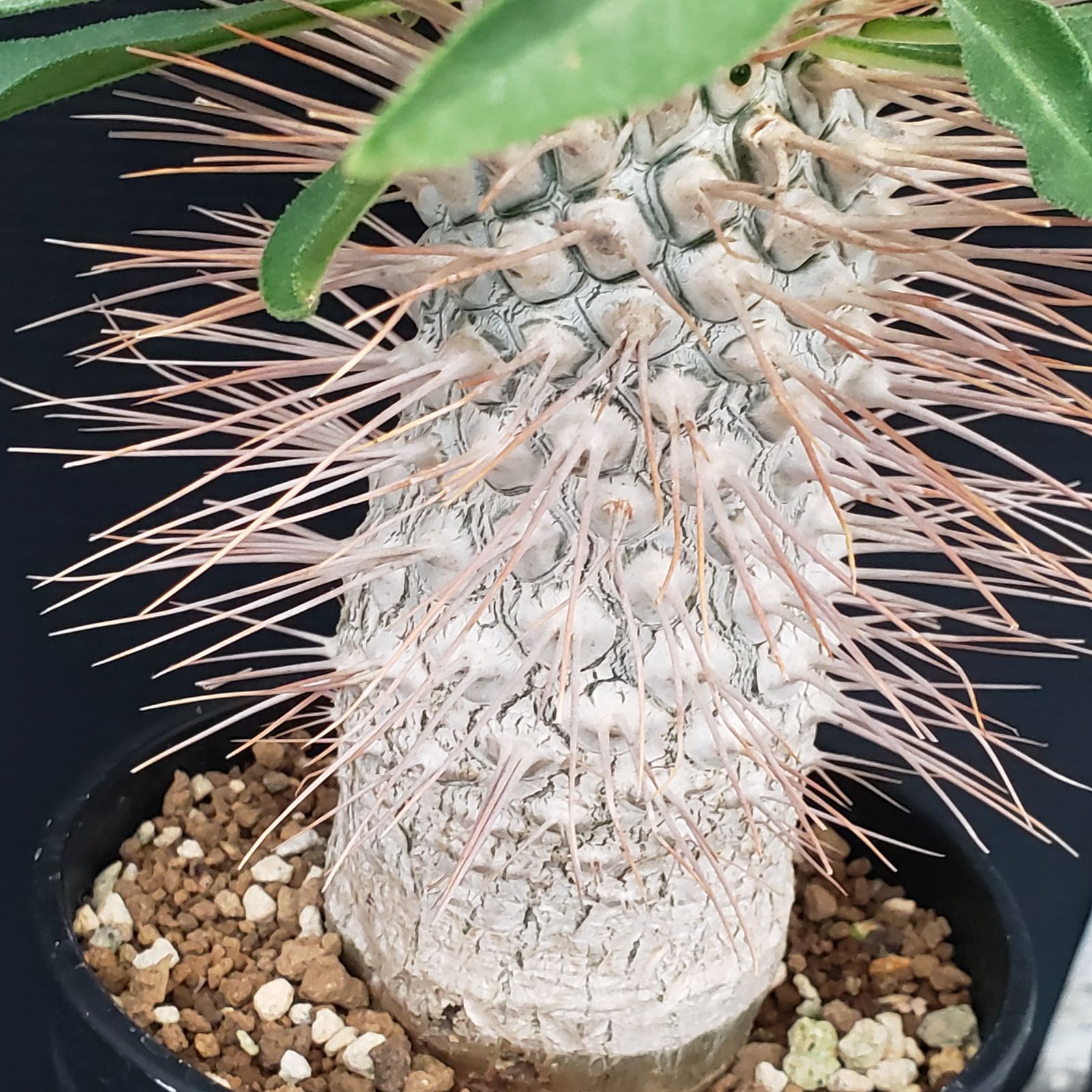 パキポディウム　ナマクアナム　光堂　発根済み　自根 パキポディウム ナマクアナム 光堂 発根済み 自根 - 塊根植物