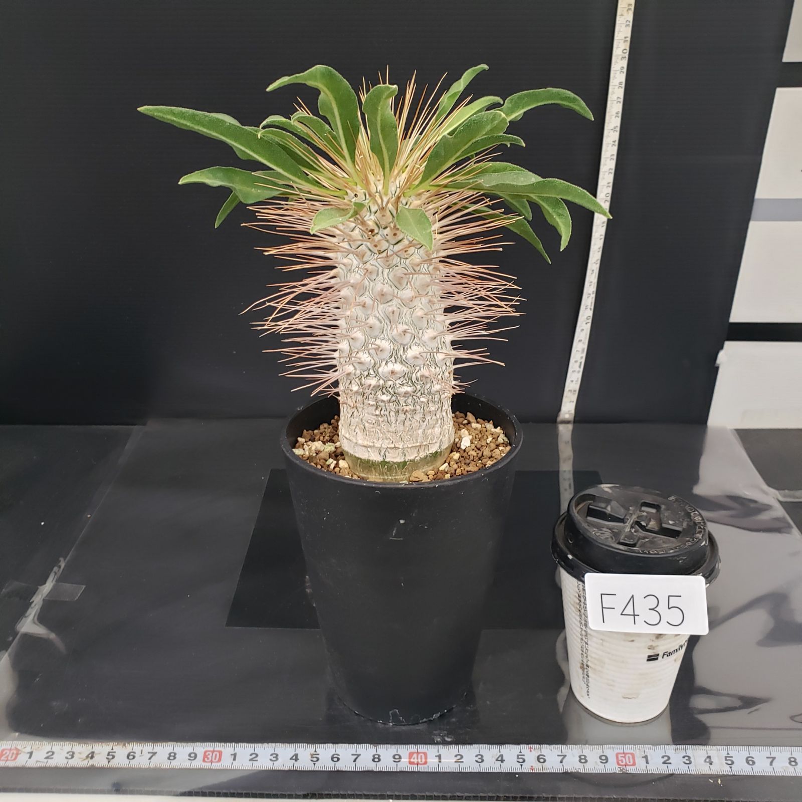 F435【自社養生株】パキポディウム ナマクアナム 光堂（接ぎ木・発根株