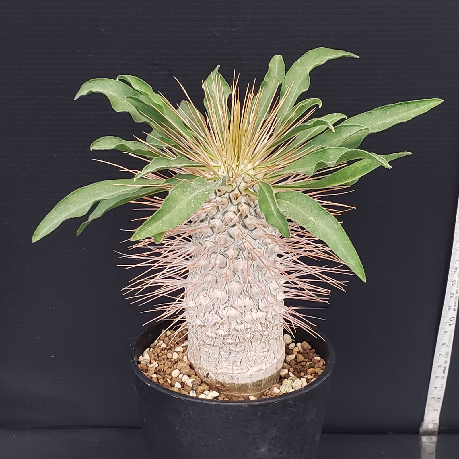 F435【自社養生株】パキポディウム ナマクアナム 光堂（接ぎ木・発根株