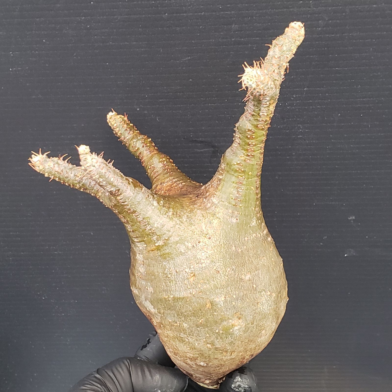 H*S様 塊根植物　パキポディウム　グラキリス パキポディウム・グラキリス | 塊根植物 - 観葉植物・多肉植物の販売