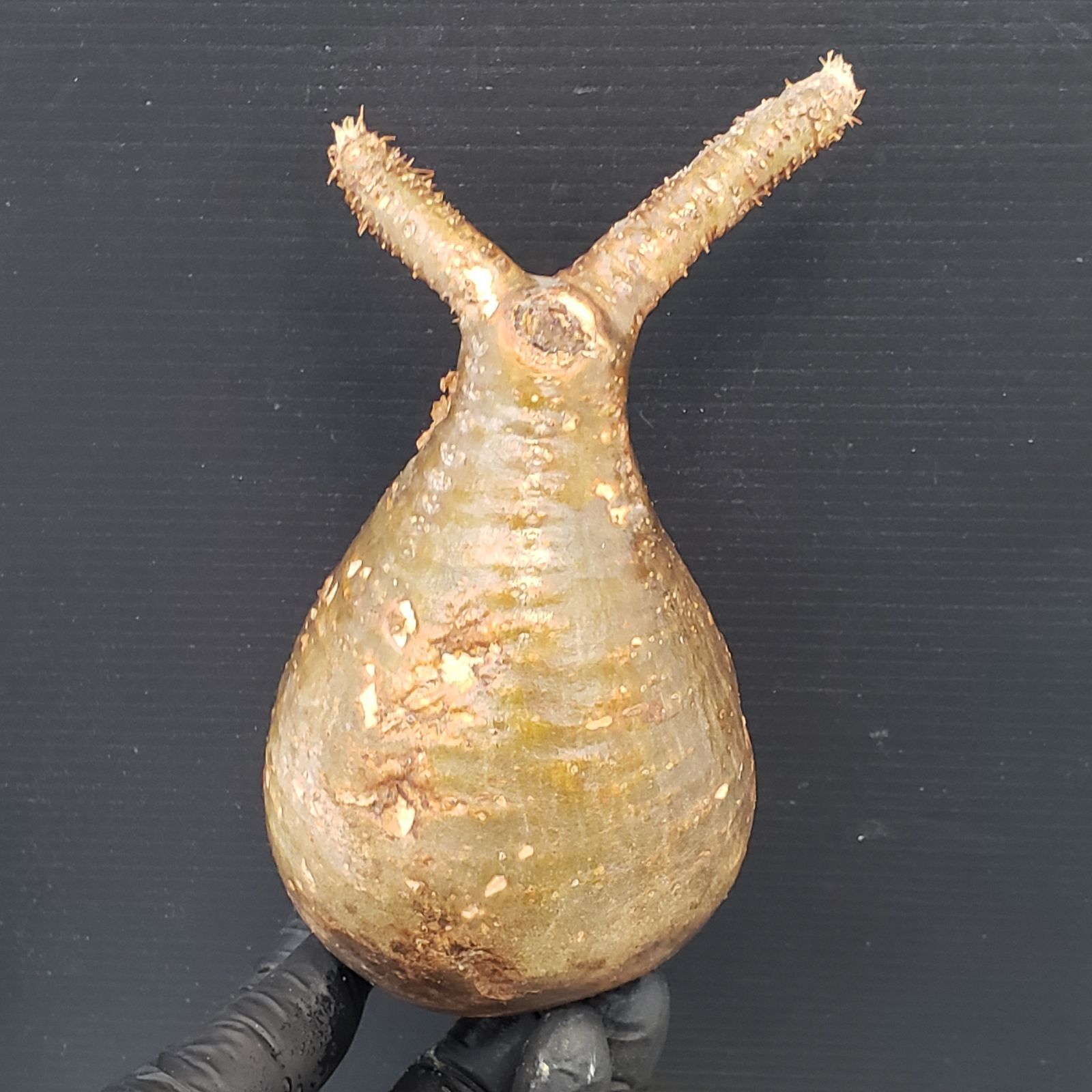 F450【最新到着】Pachypodium グラキリス（S)（現地球・抜き苗）【塊根