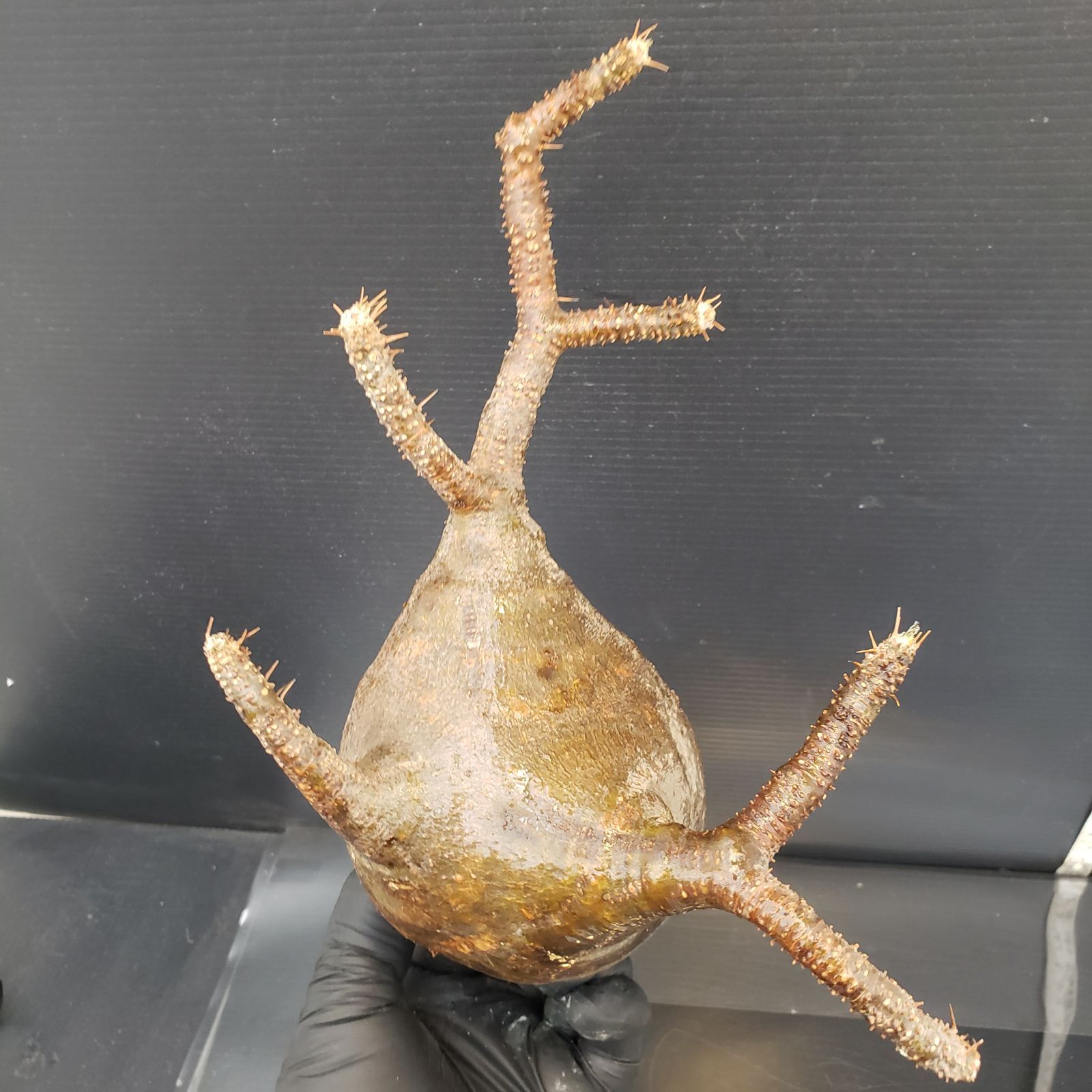 F454【最新到着】Pachypodium グラキリス（MS)（現地球・抜き苗