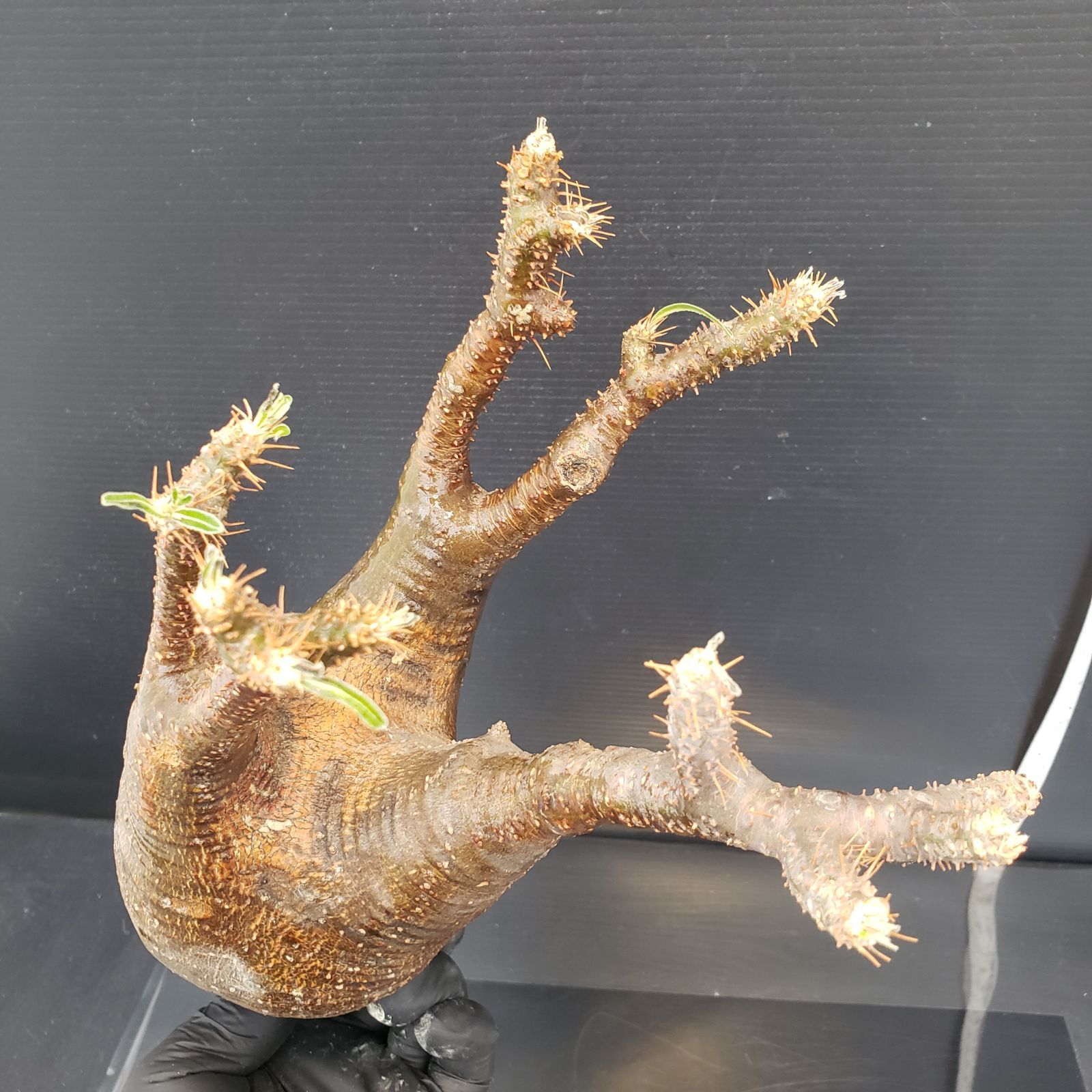 F456【最新到着】Pachypodium グラキリス（MS)（現地球・抜き苗