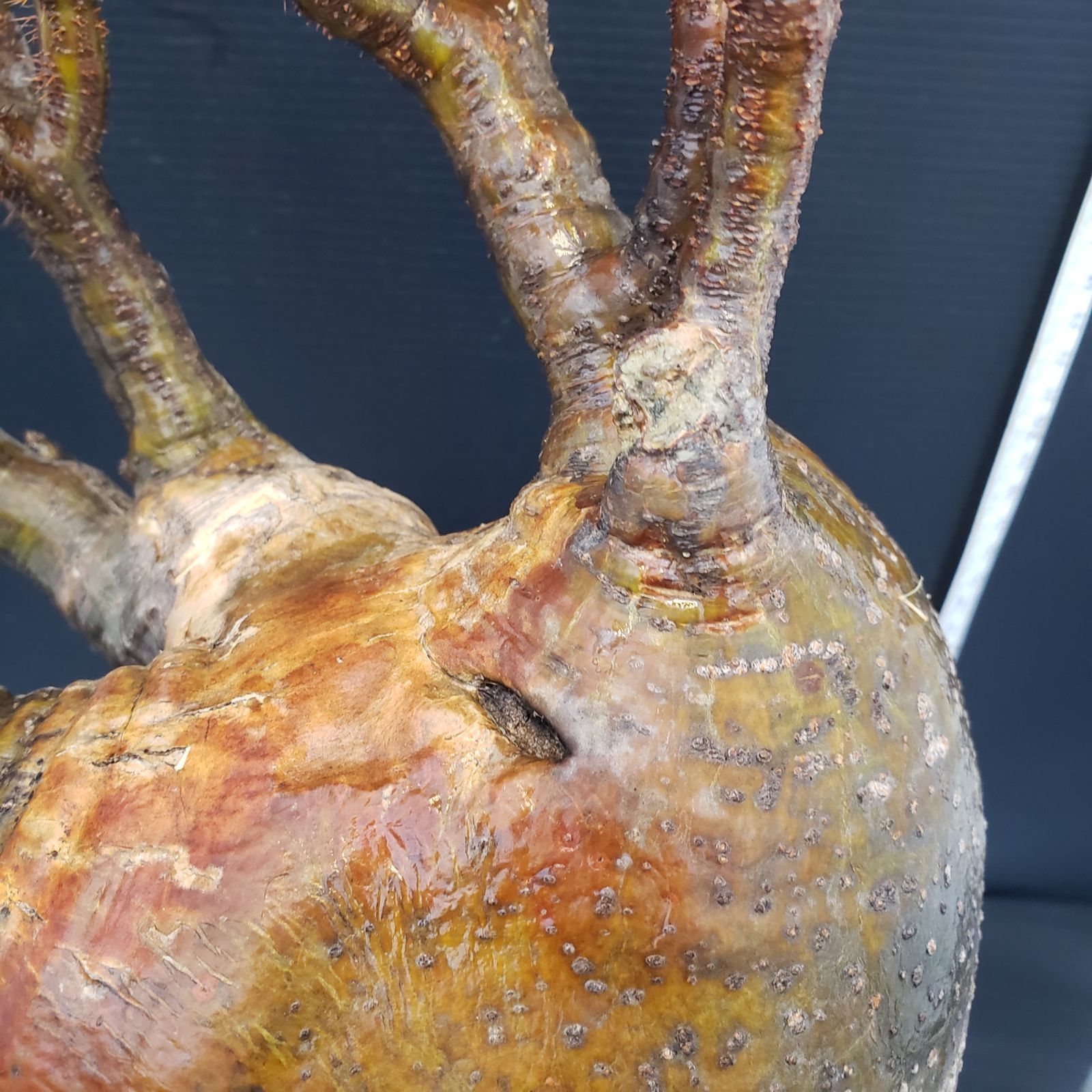 F459【最新到着】Pachypodium グラキリス（ML)（現地球・抜き苗