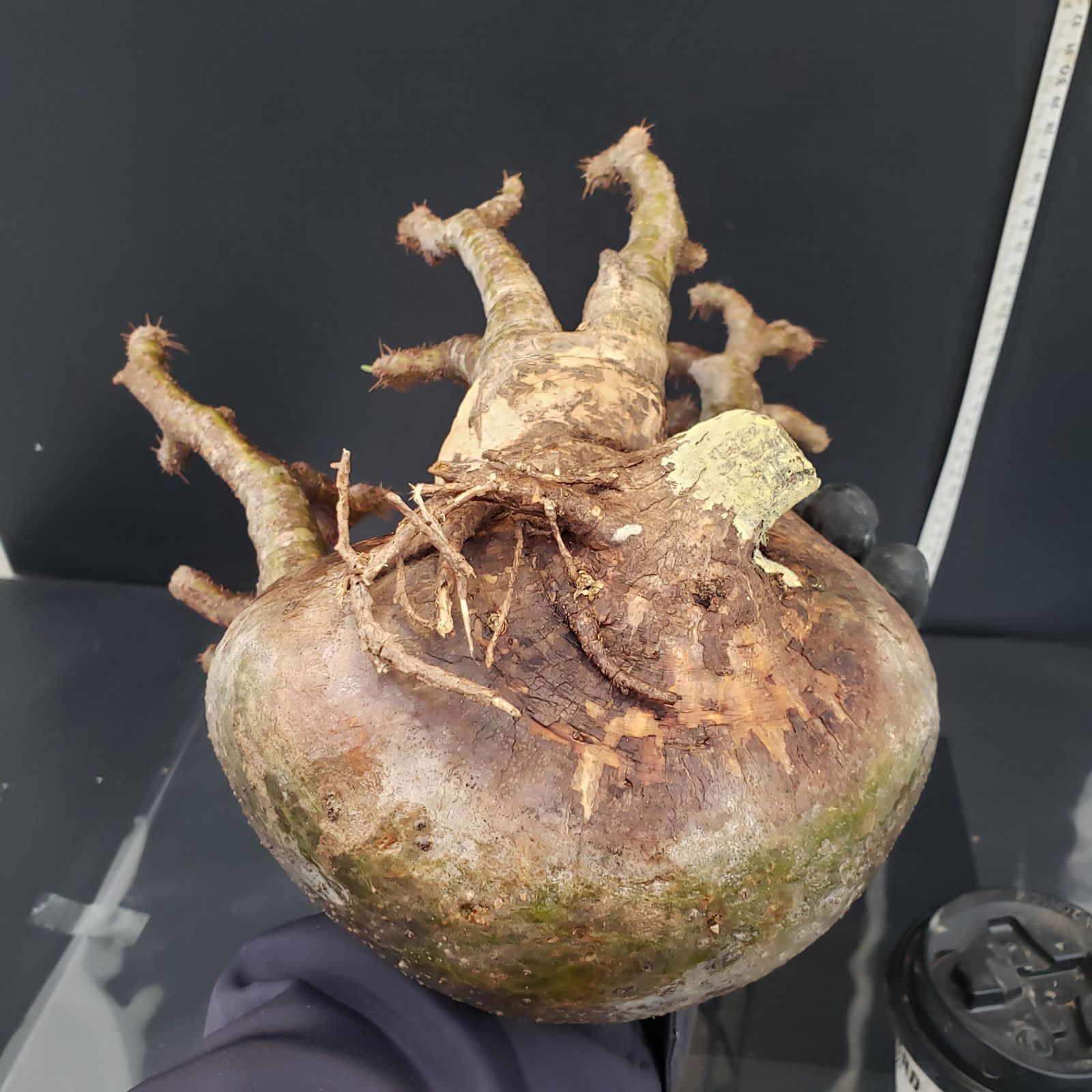 F459【最新到着】Pachypodium グラキリス（ML)（現地球・抜き苗